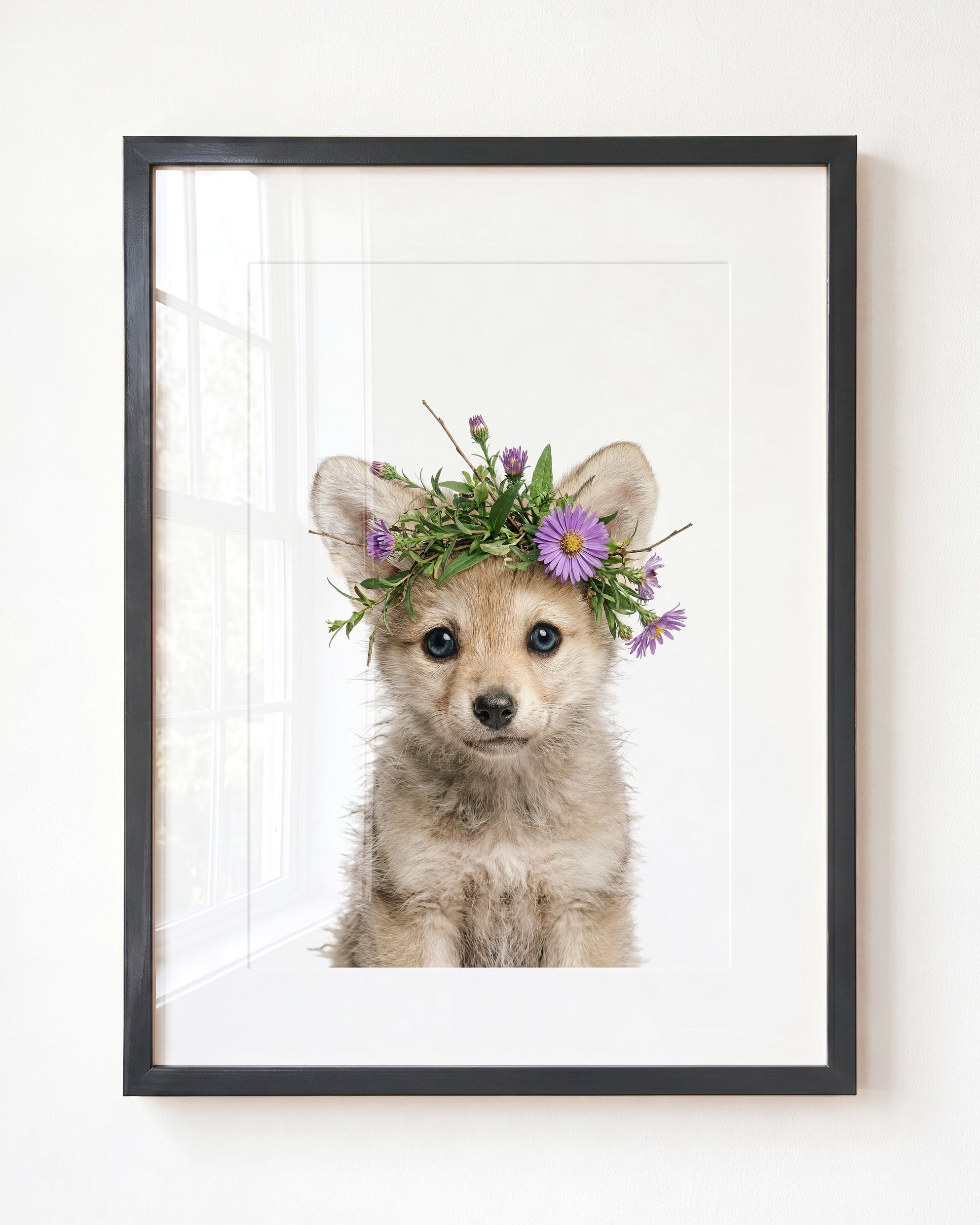 Baby Wolf