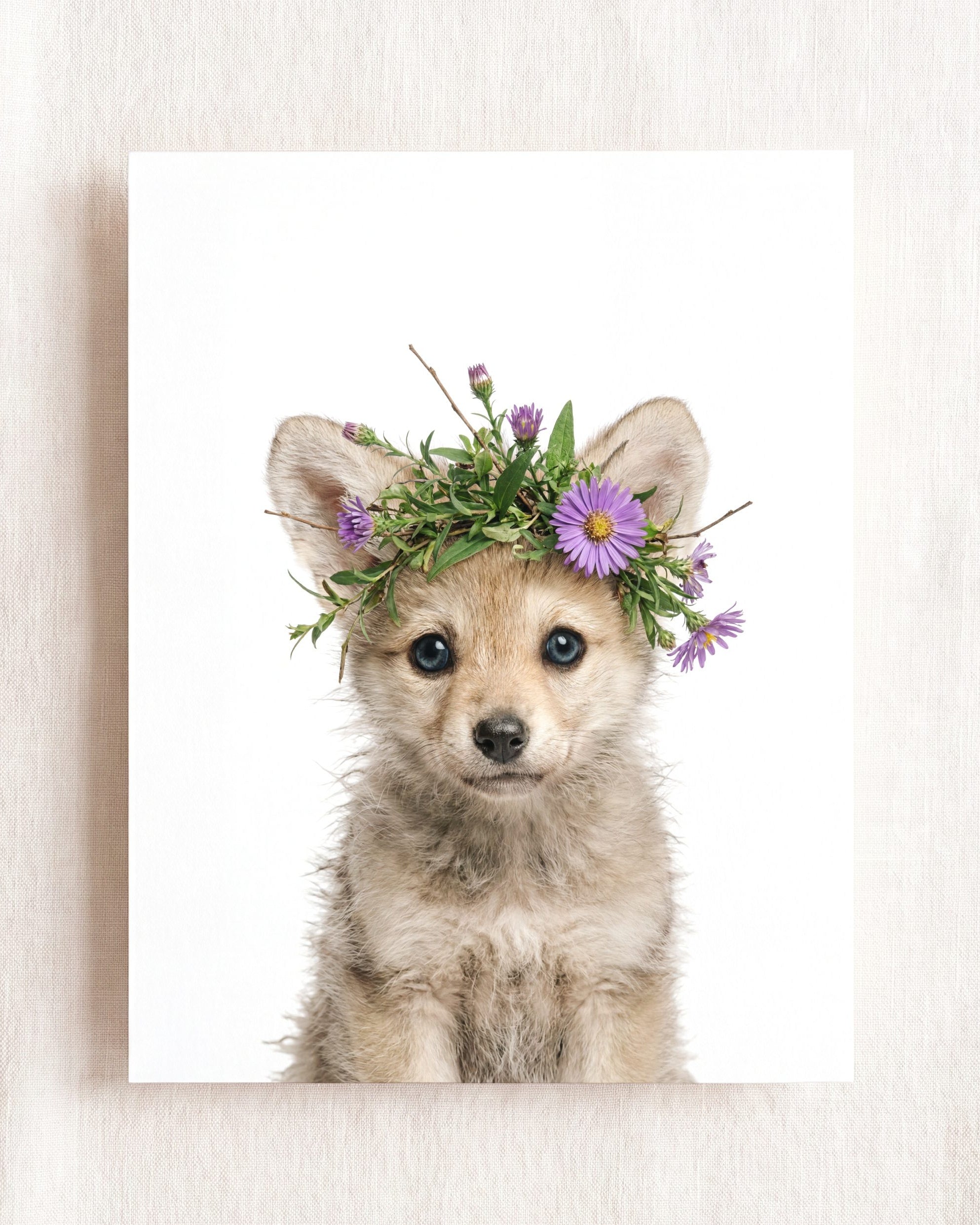 Baby Wolf