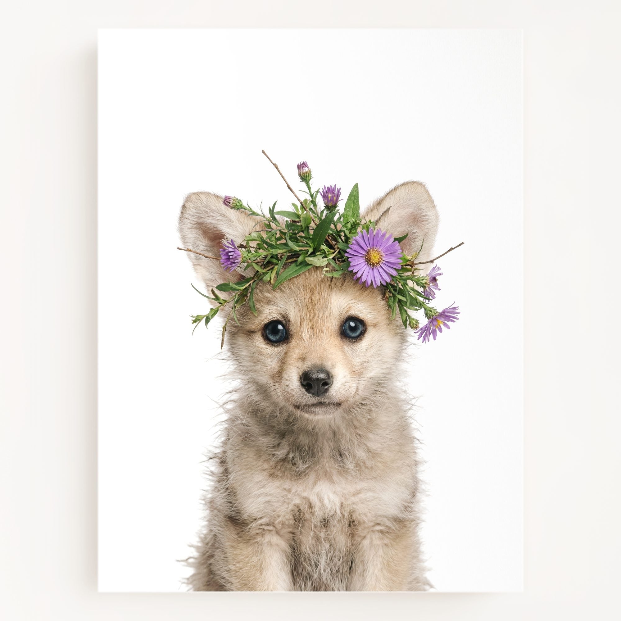 Baby Wolf