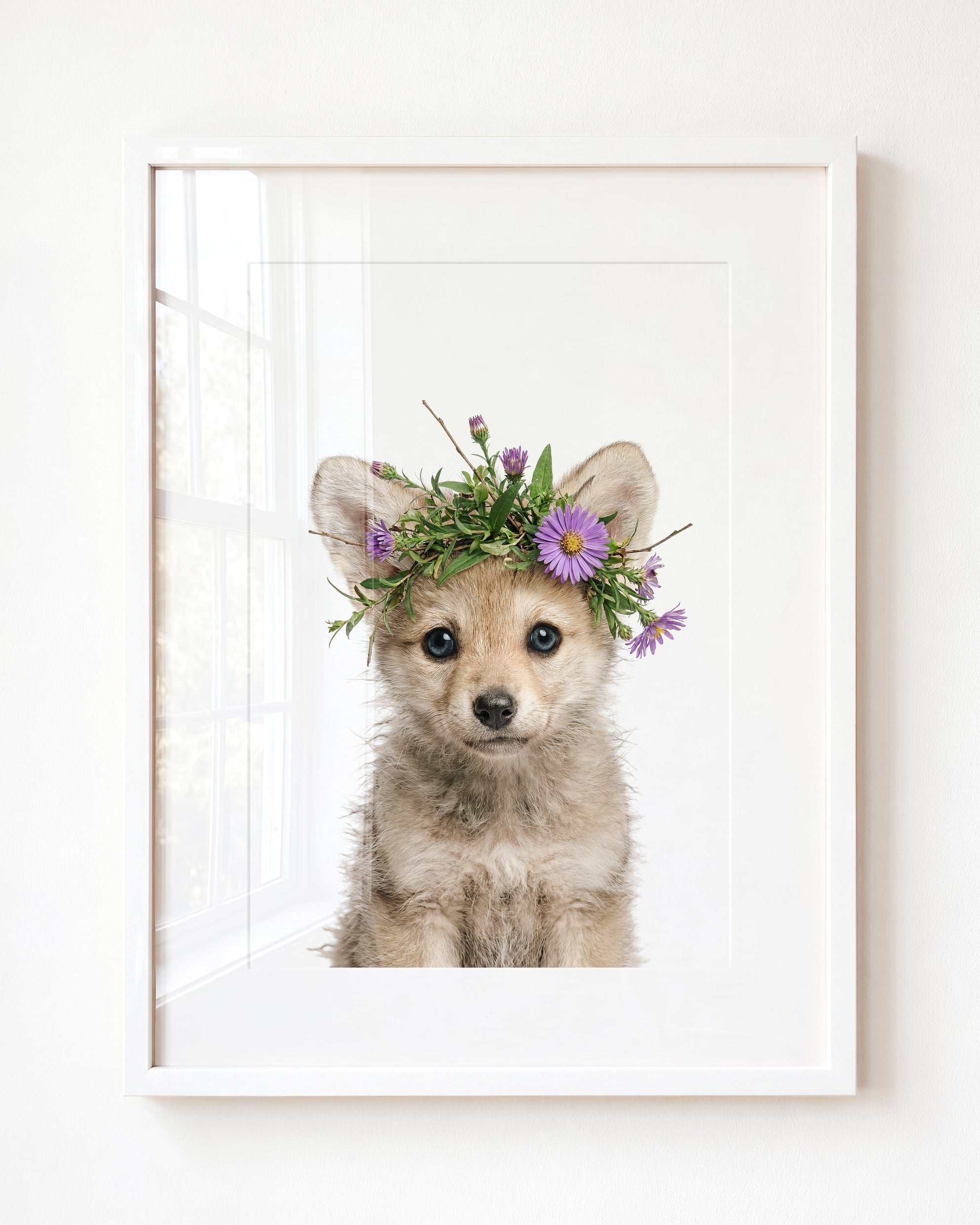 Baby Wolf