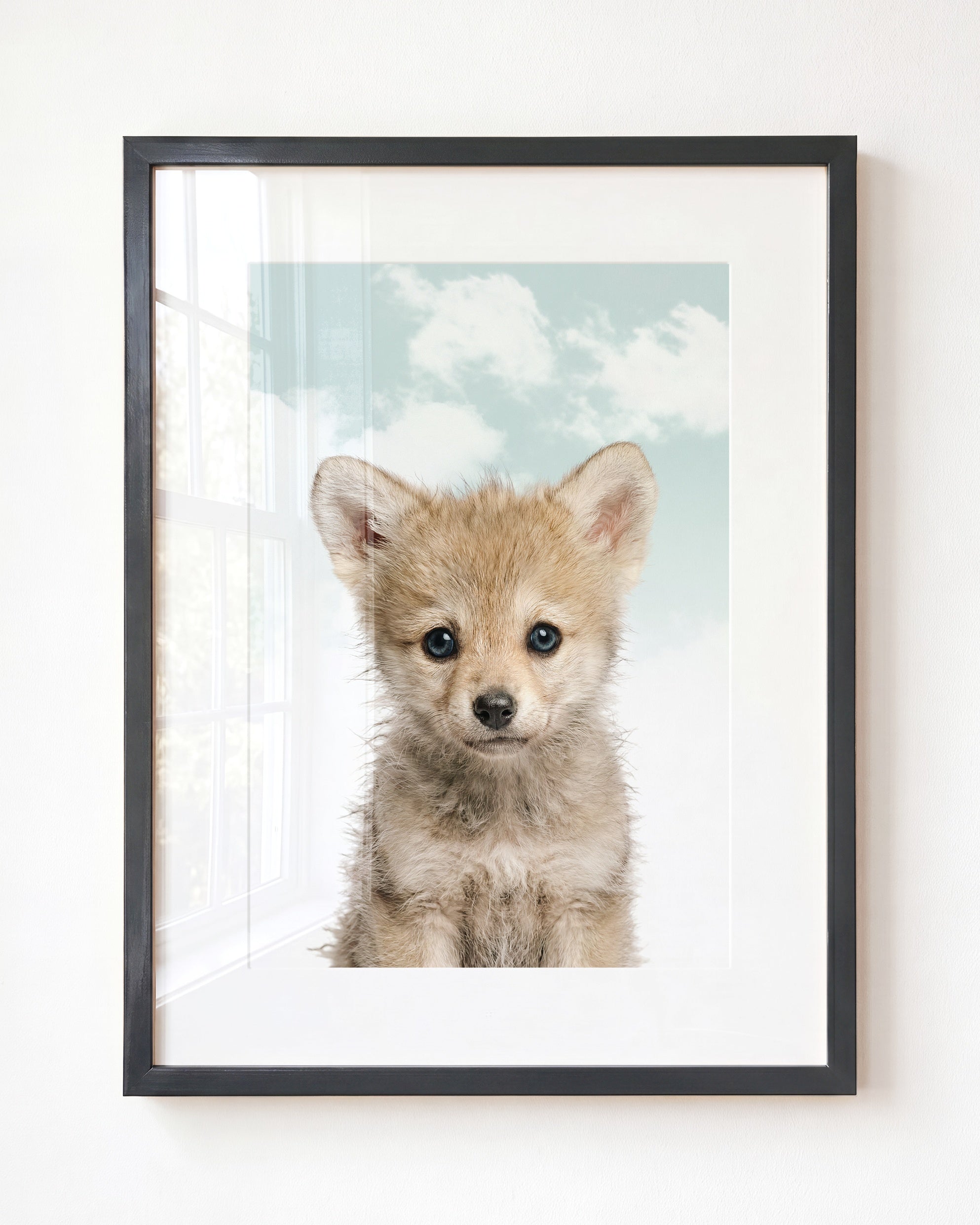 Baby Wolf