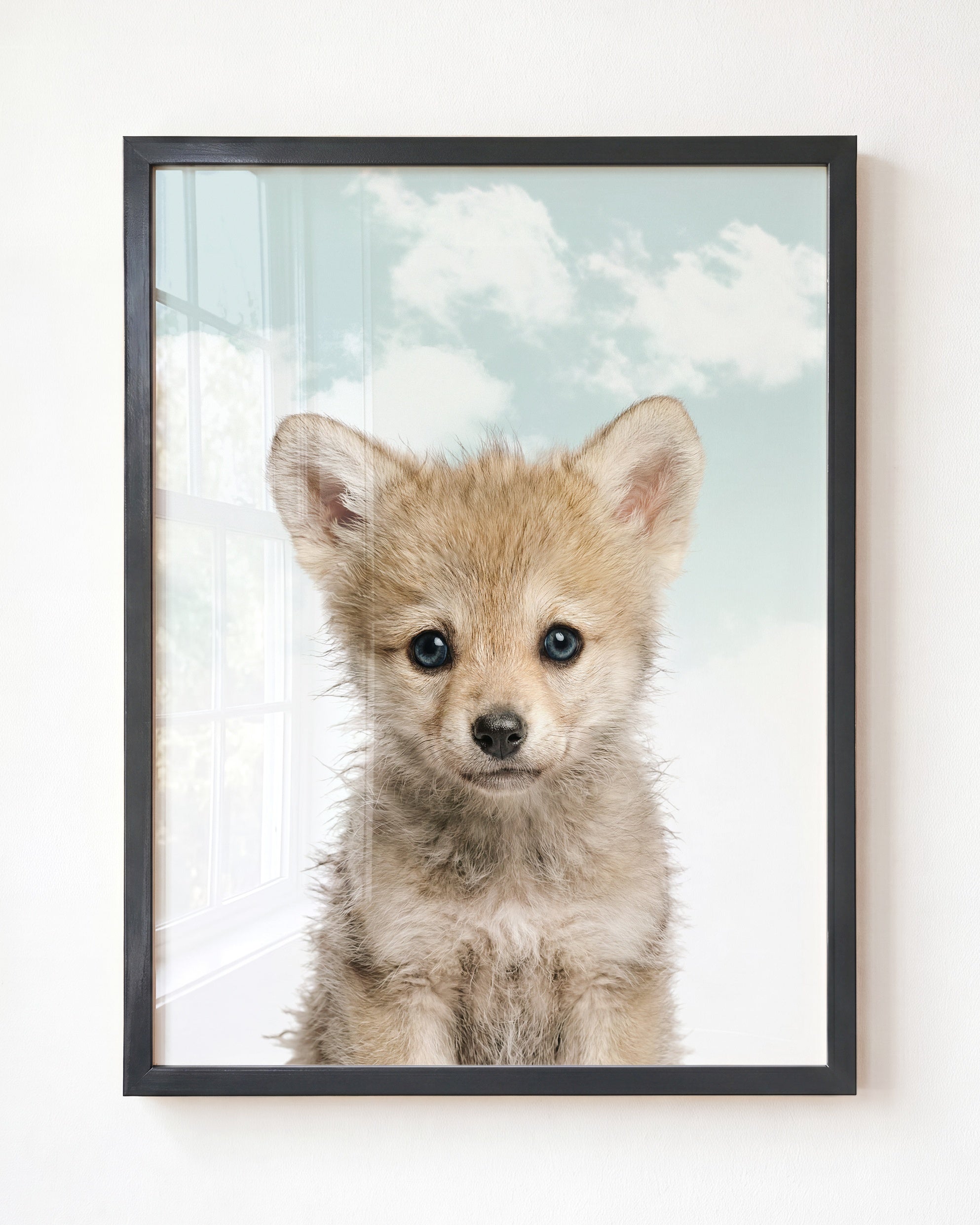 Baby Wolf