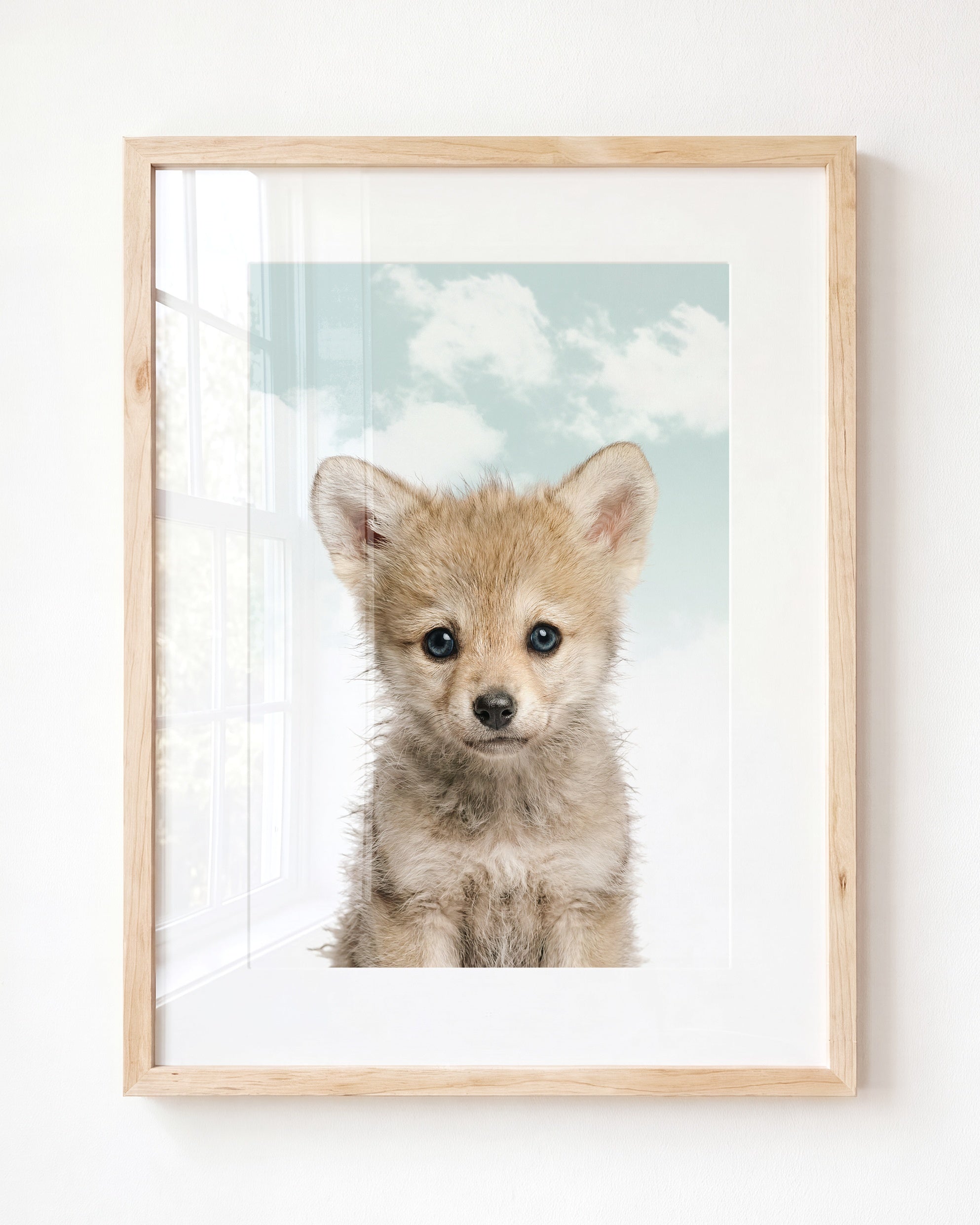 Baby Wolf