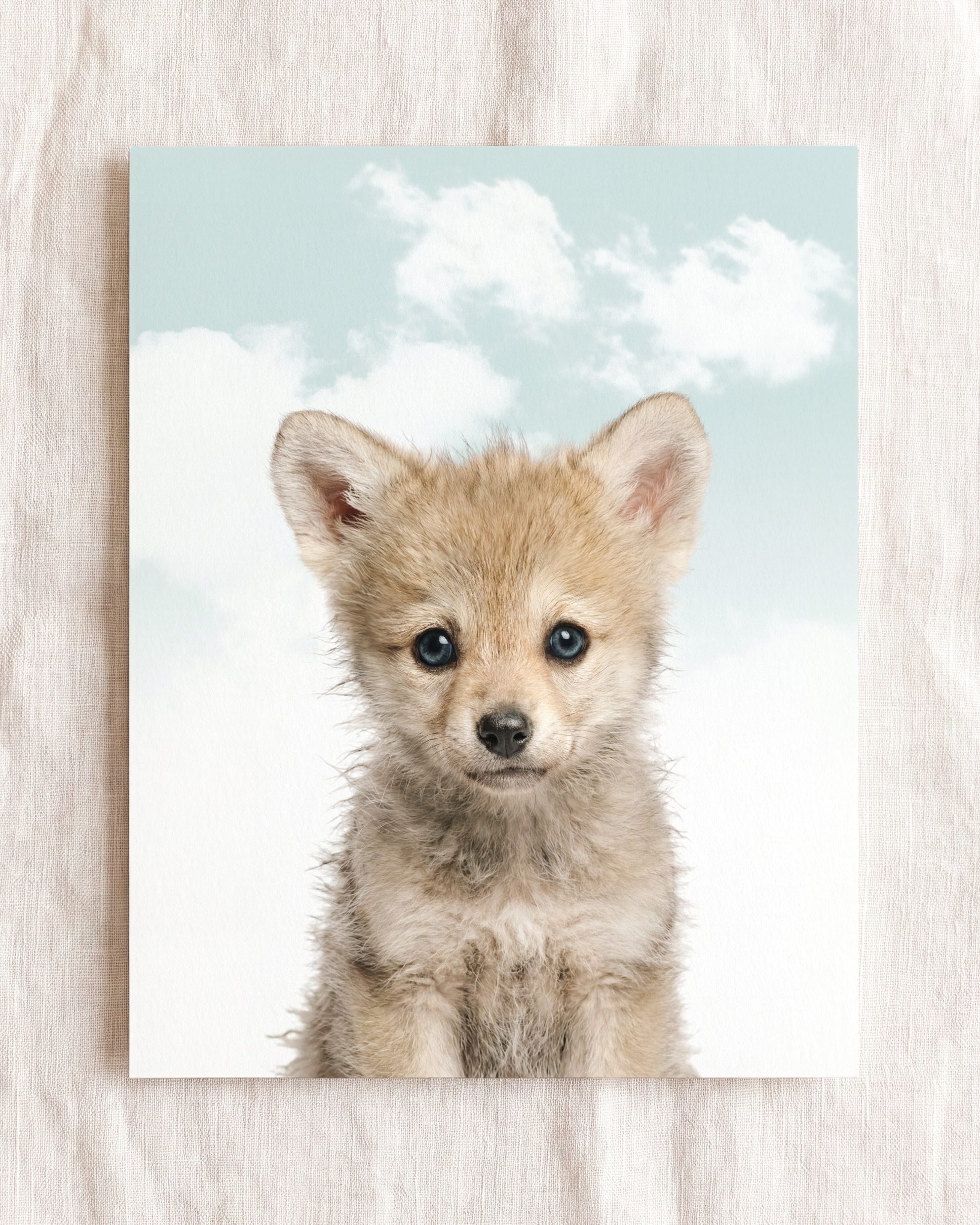 Baby Wolf