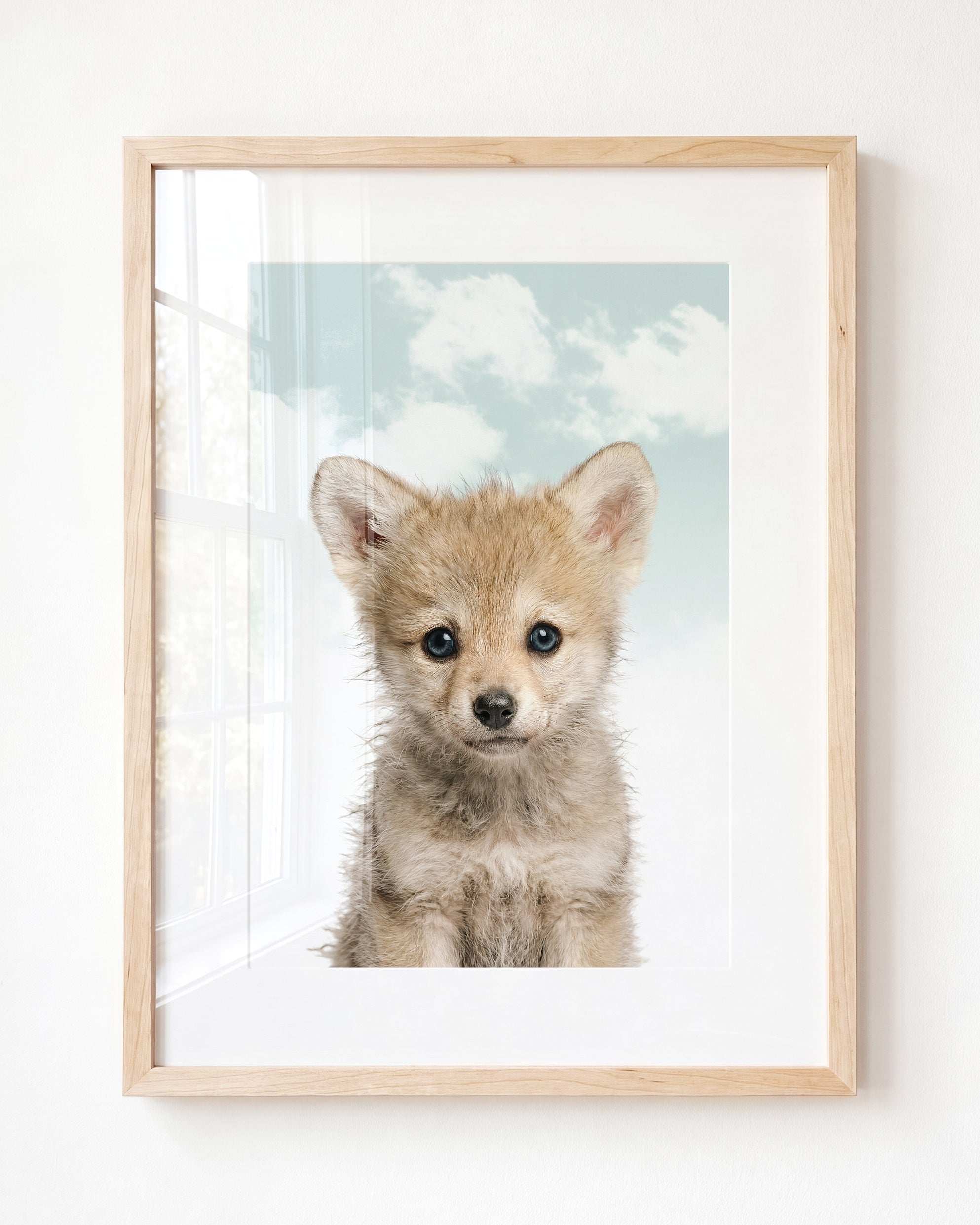Baby Wolf