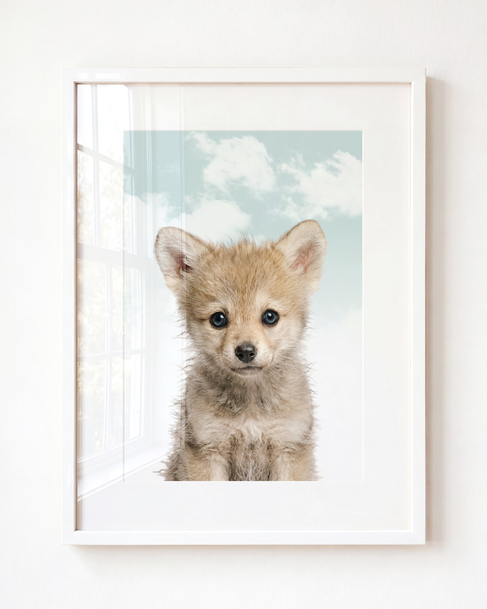 Baby Wolf