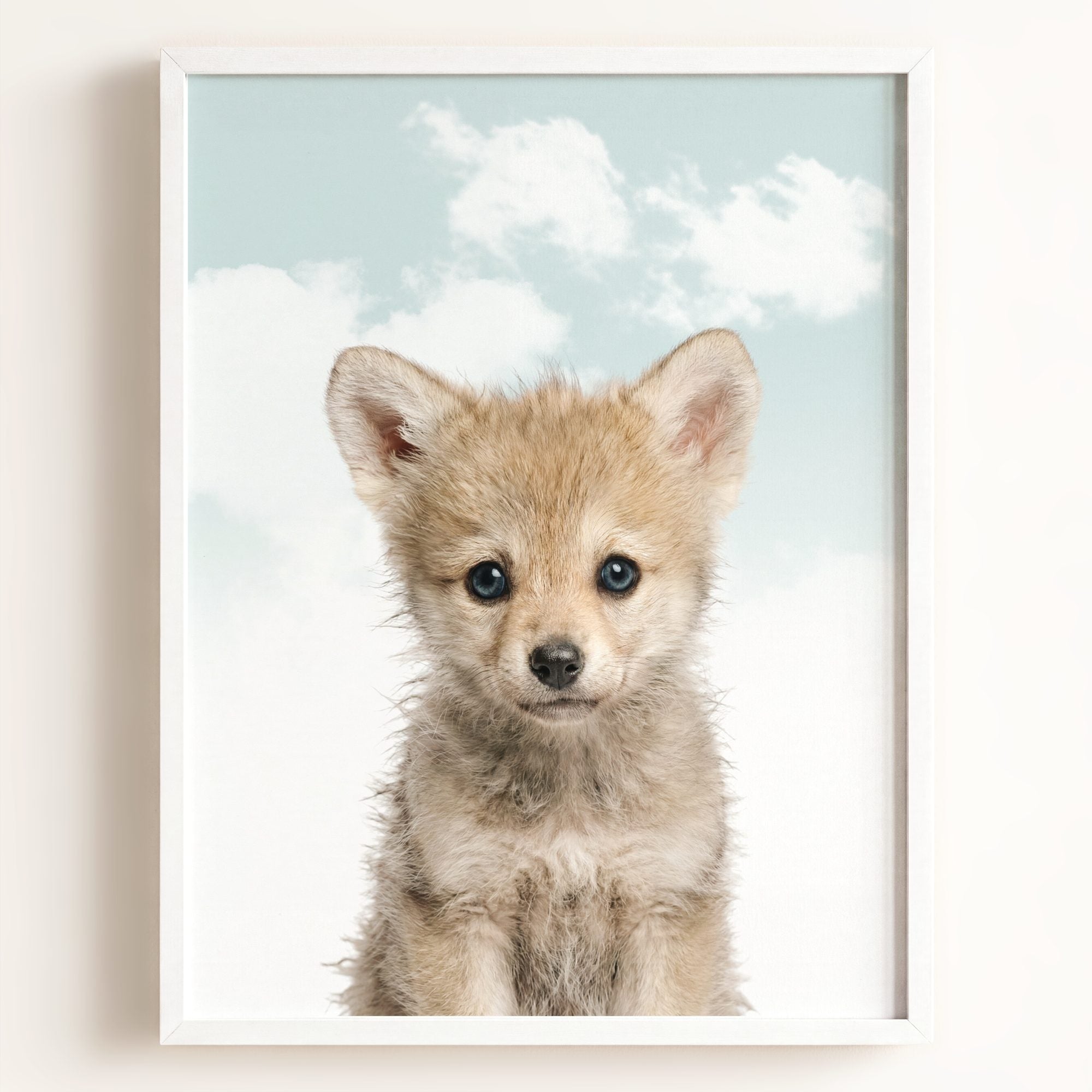 Baby Wolf