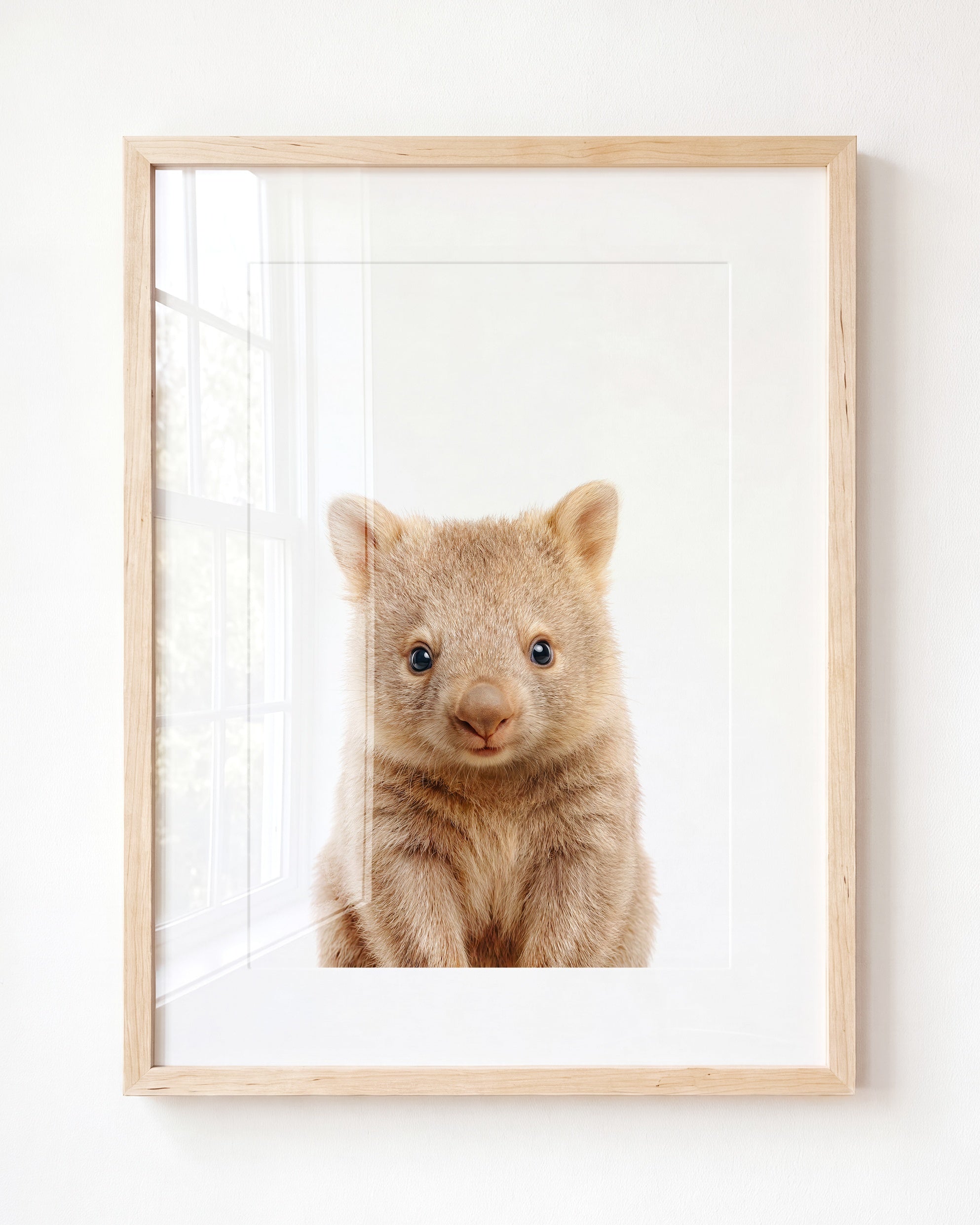 Baby Wombat