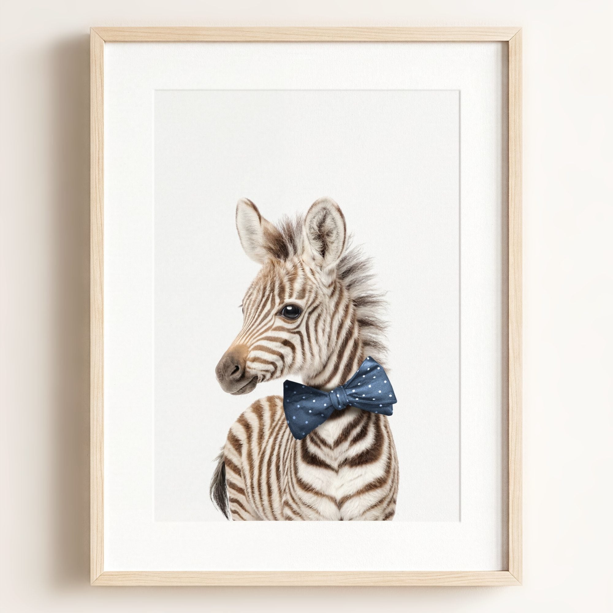 Baby Zebra