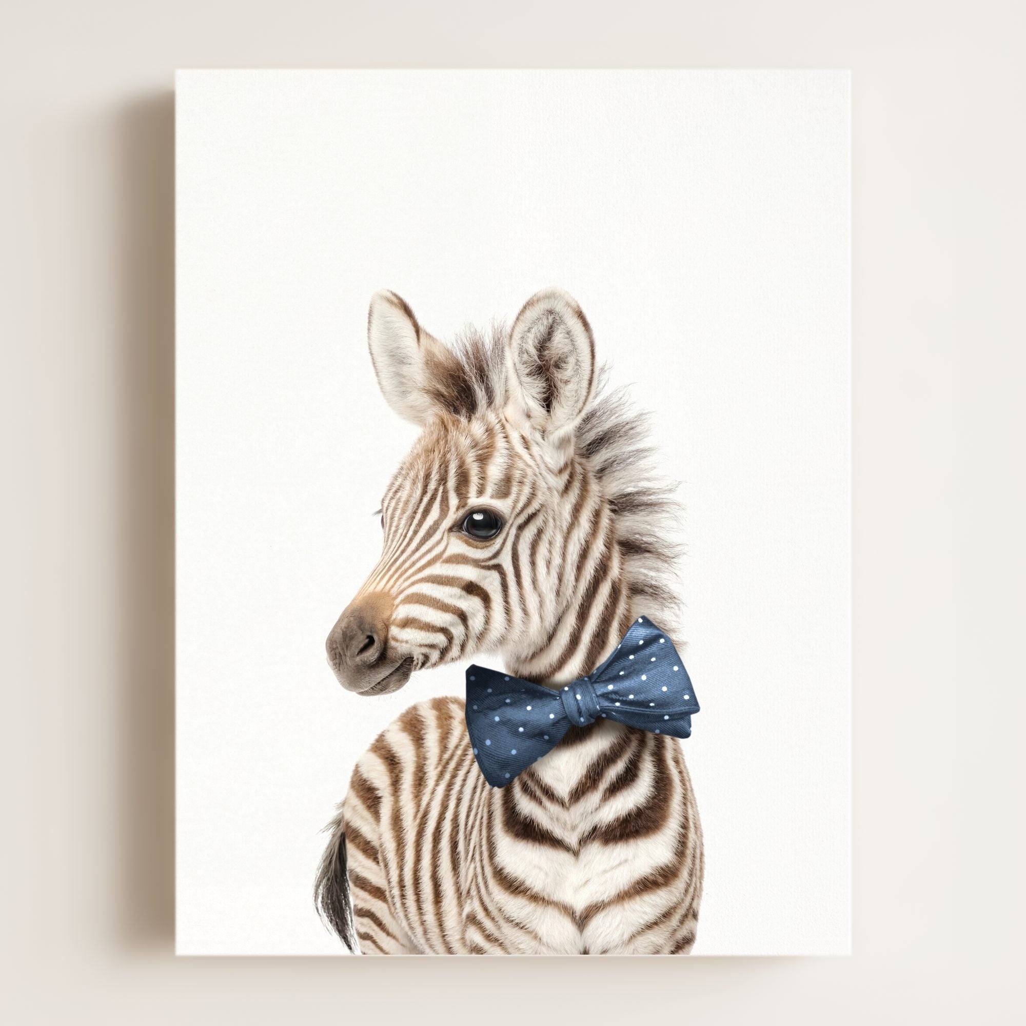 Baby Zebra
