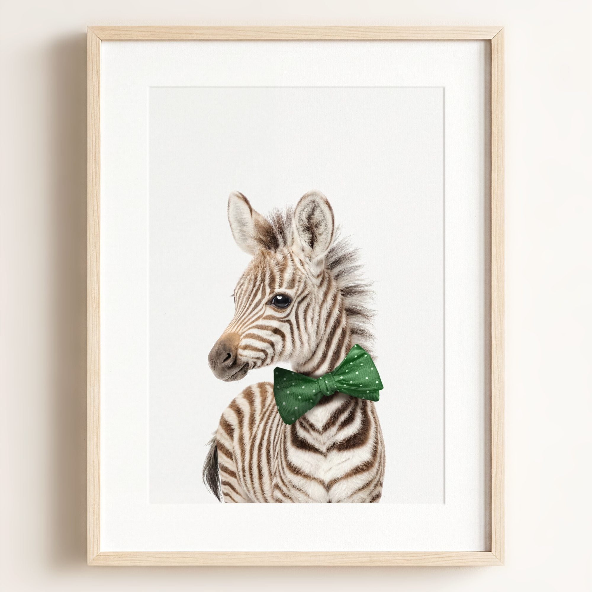 Baby Zebra