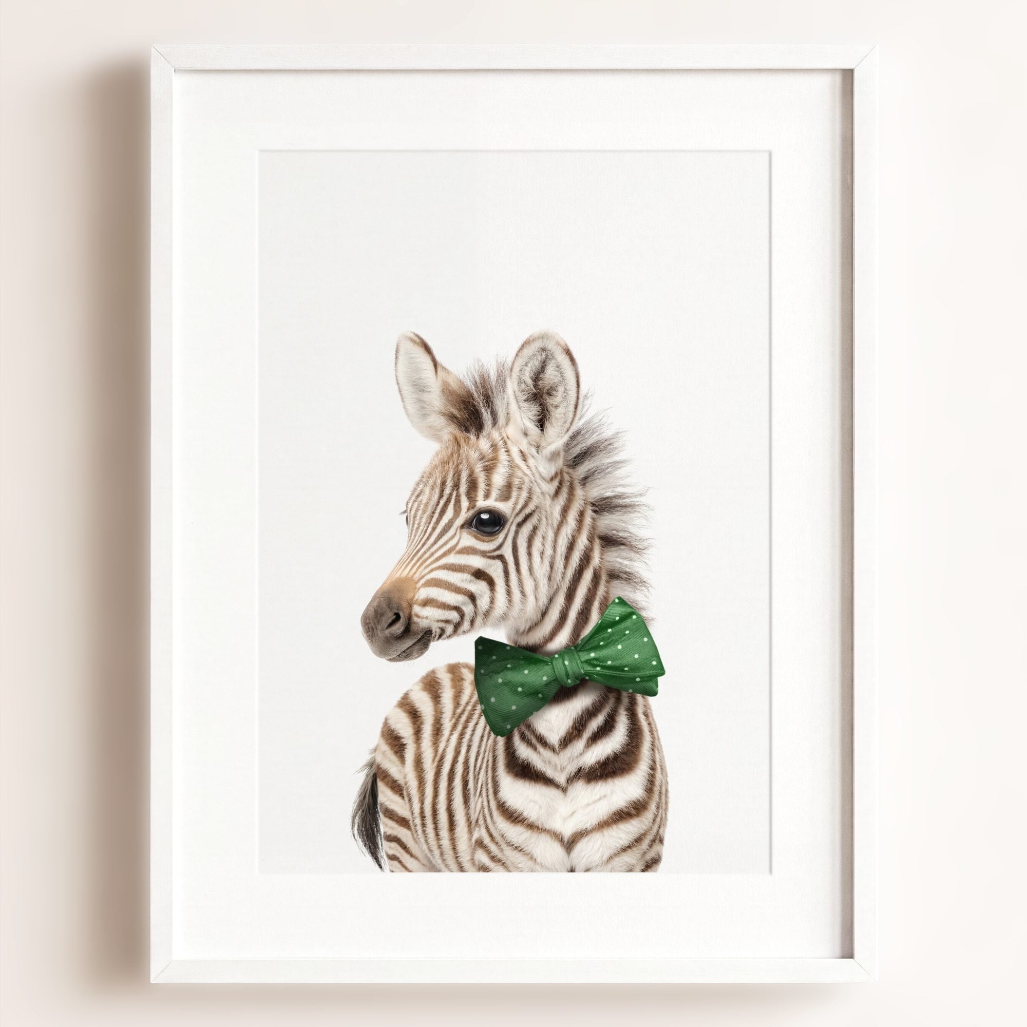 Baby Zebra