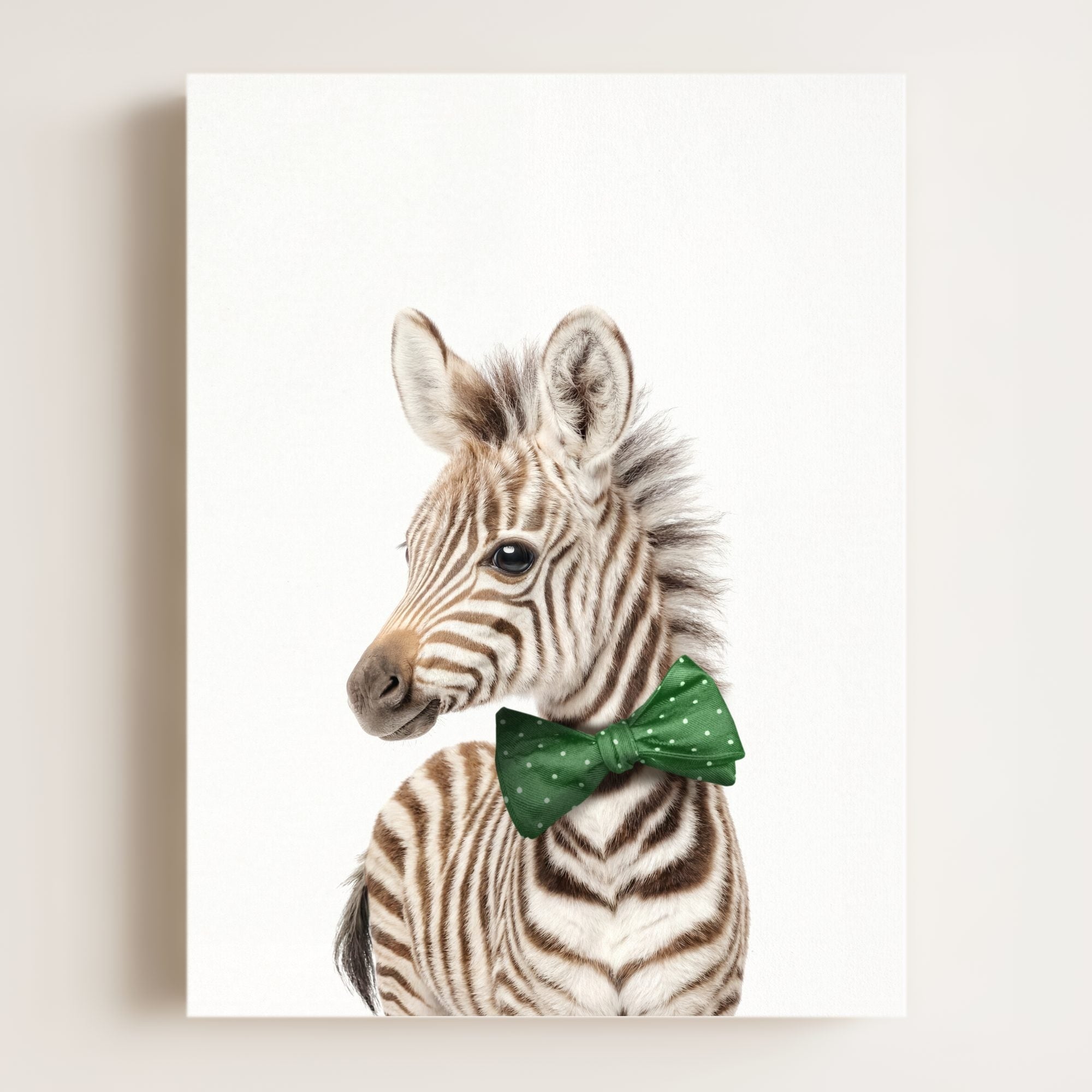 Baby Zebra
