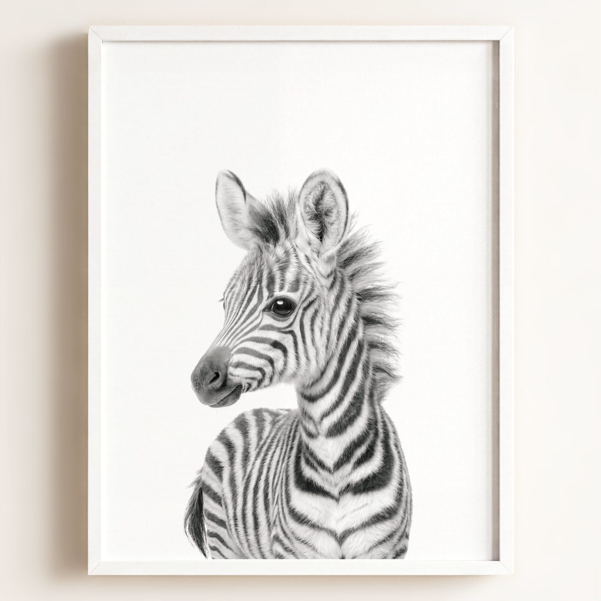 Baby Zebra