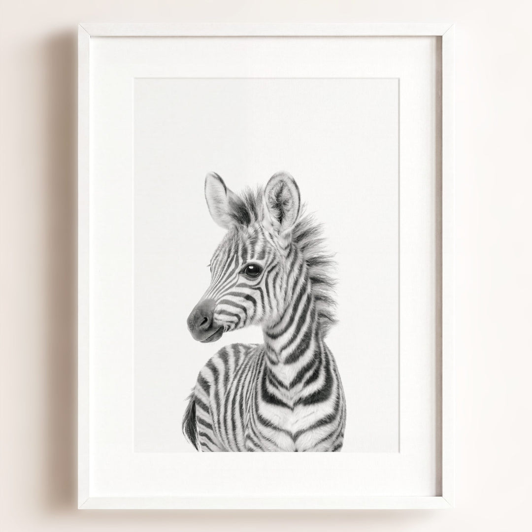 Baby Zebra