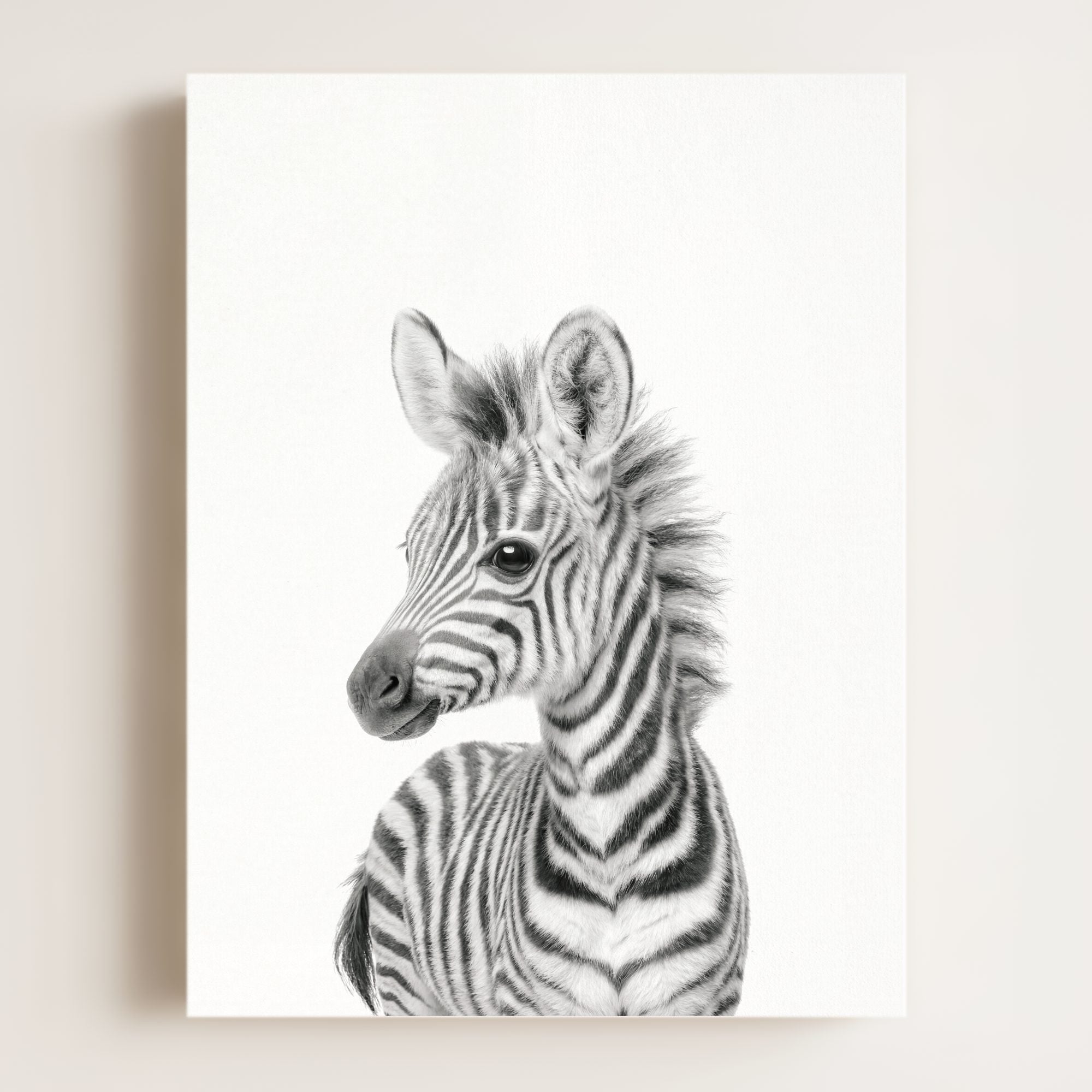 Baby Zebra