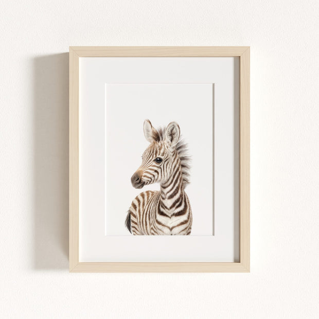 Baby Zebra