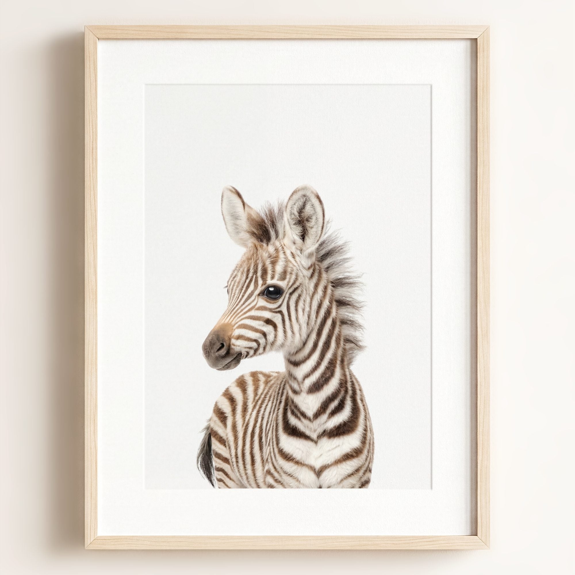 Baby Zebra