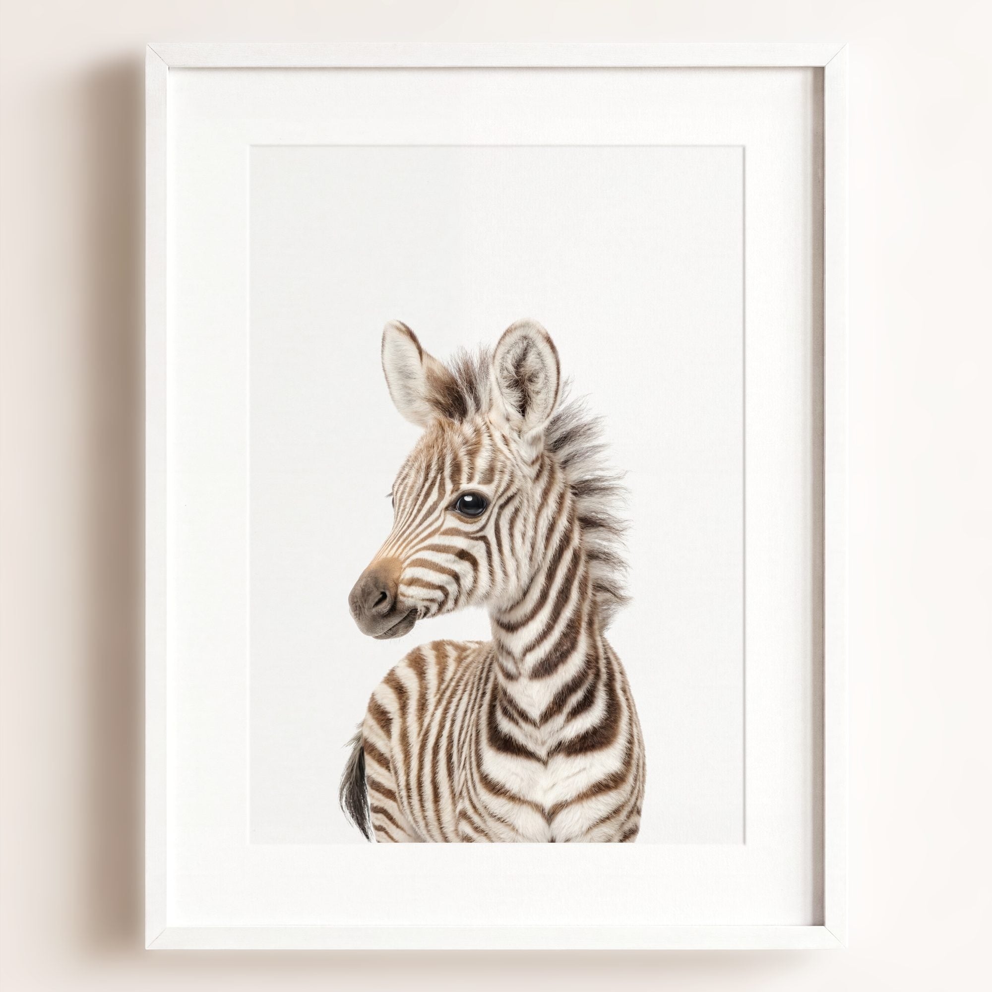 Baby Zebra