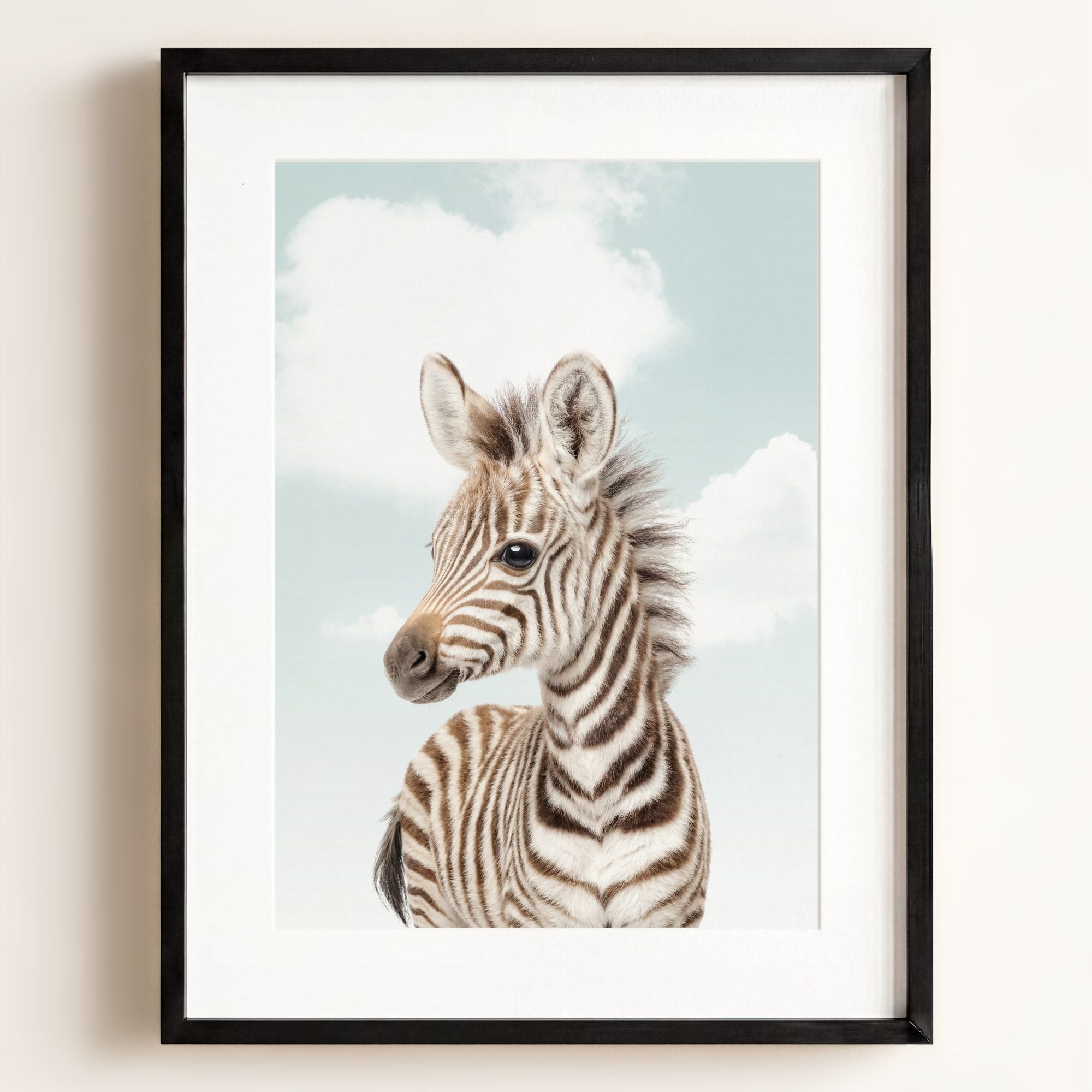 Baby Zebra