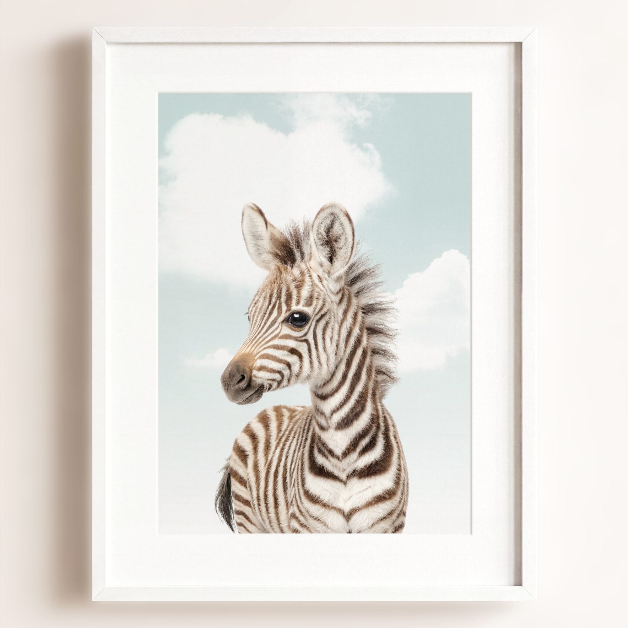 Baby Zebra