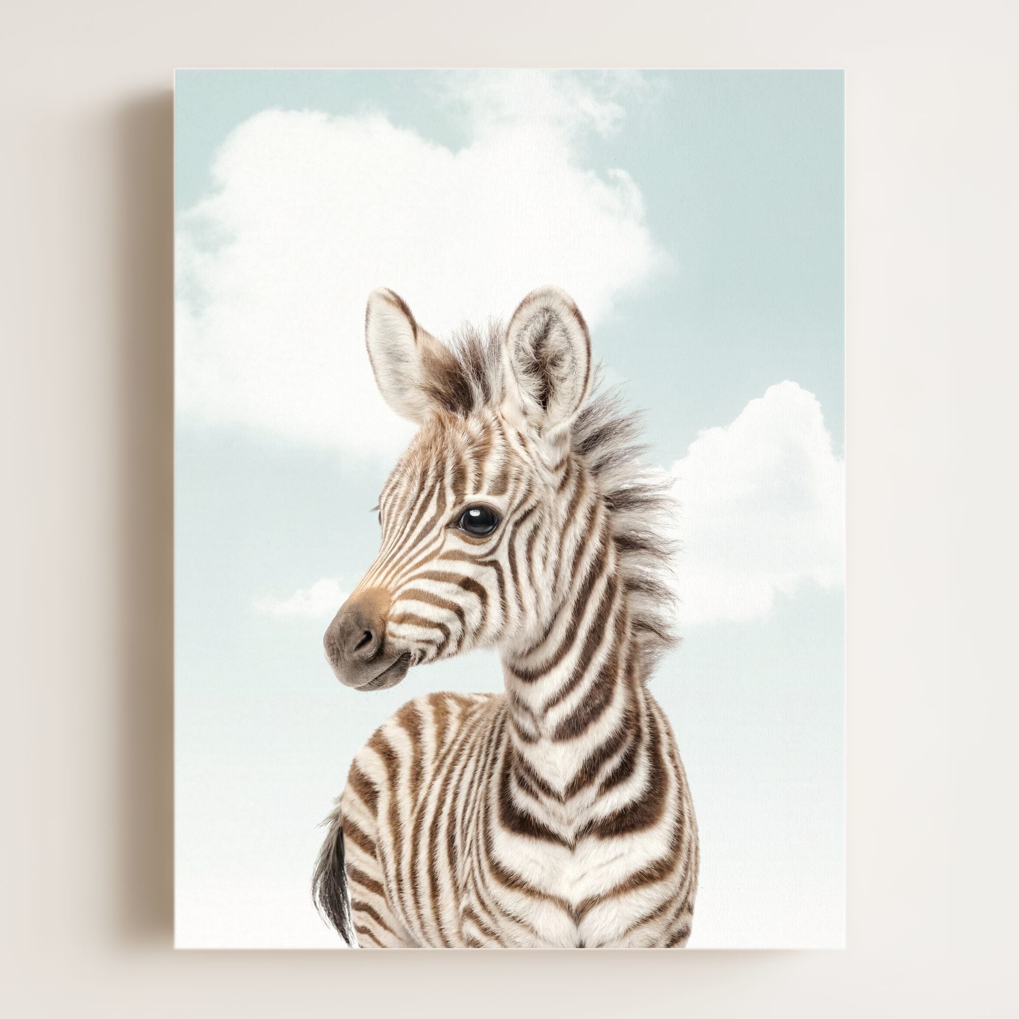 Baby Zebra