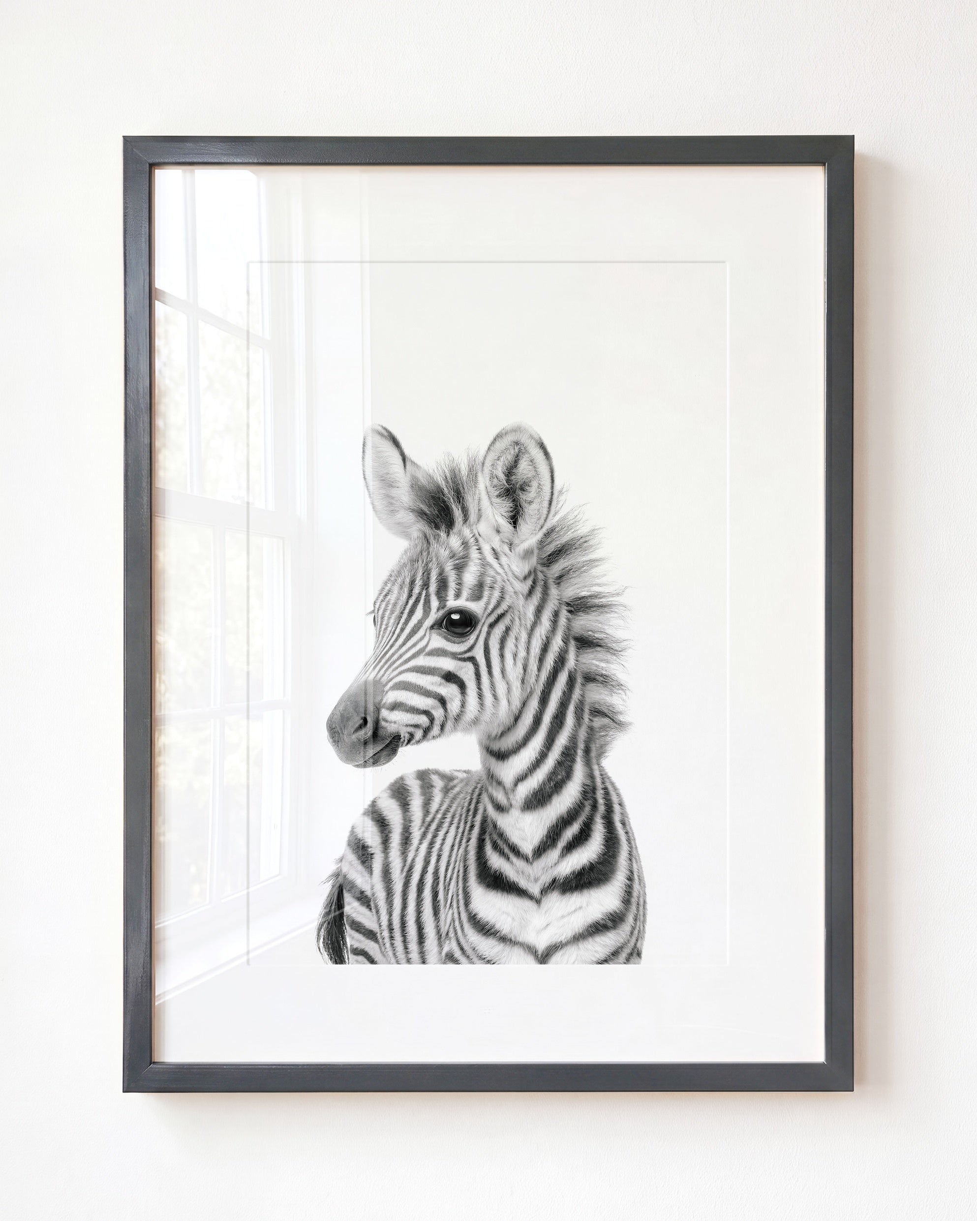 Baby Zebra