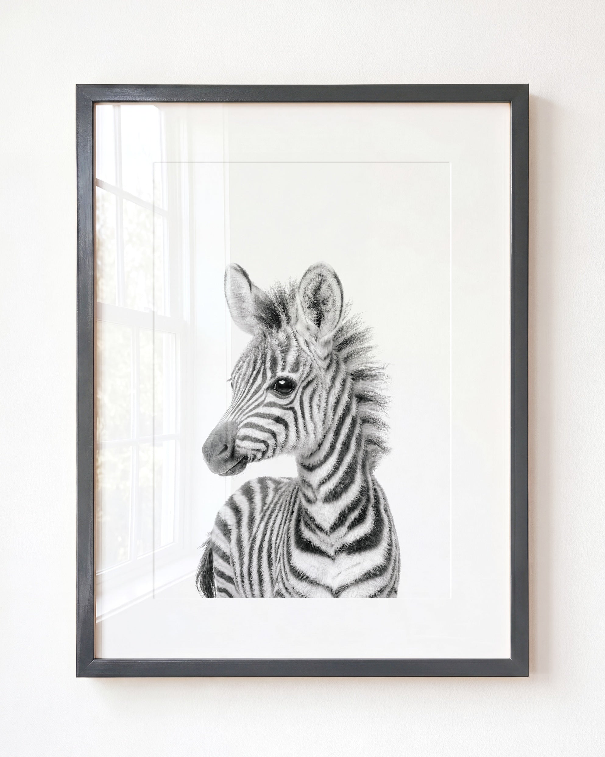 Baby Zebra
