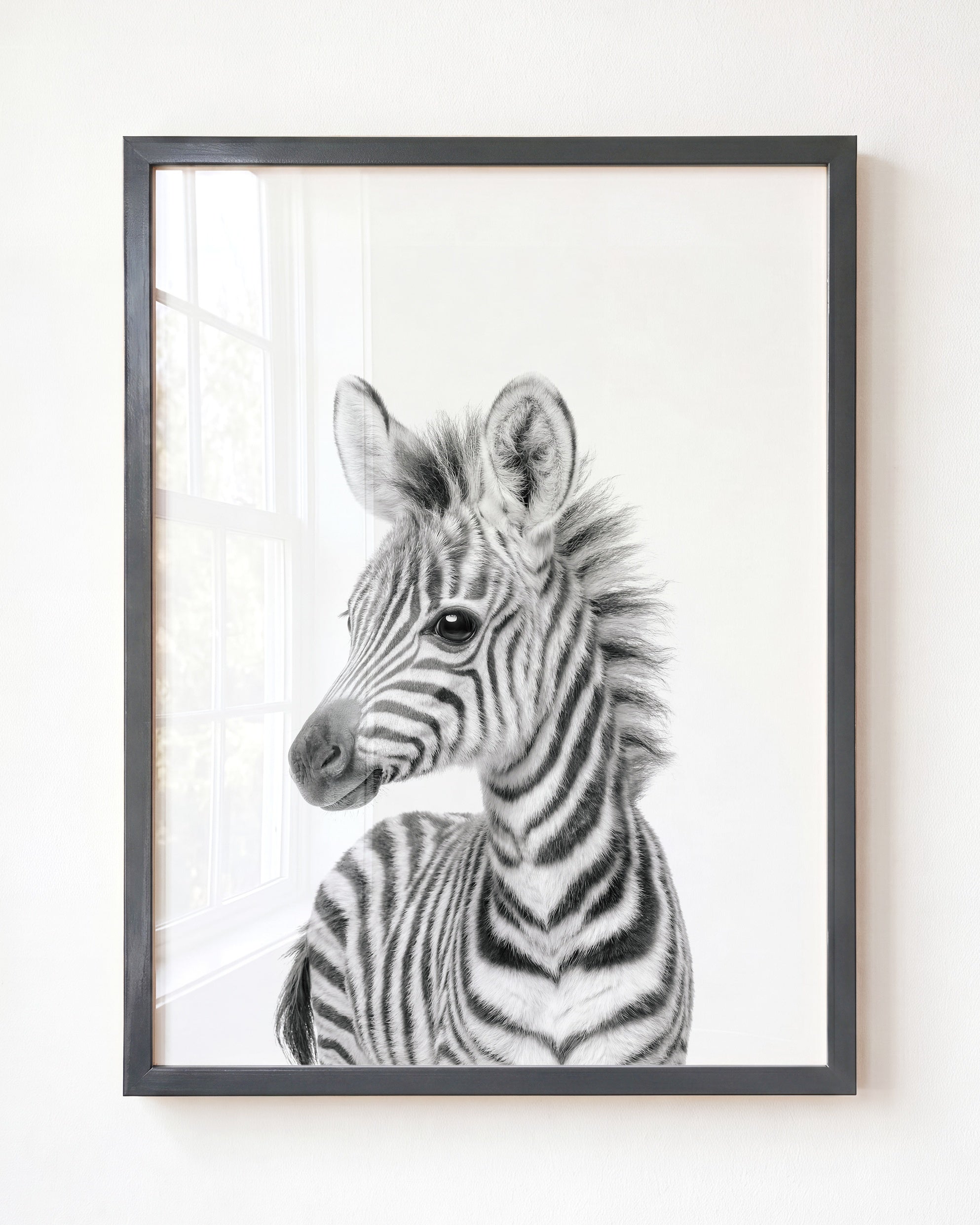 Baby Zebra