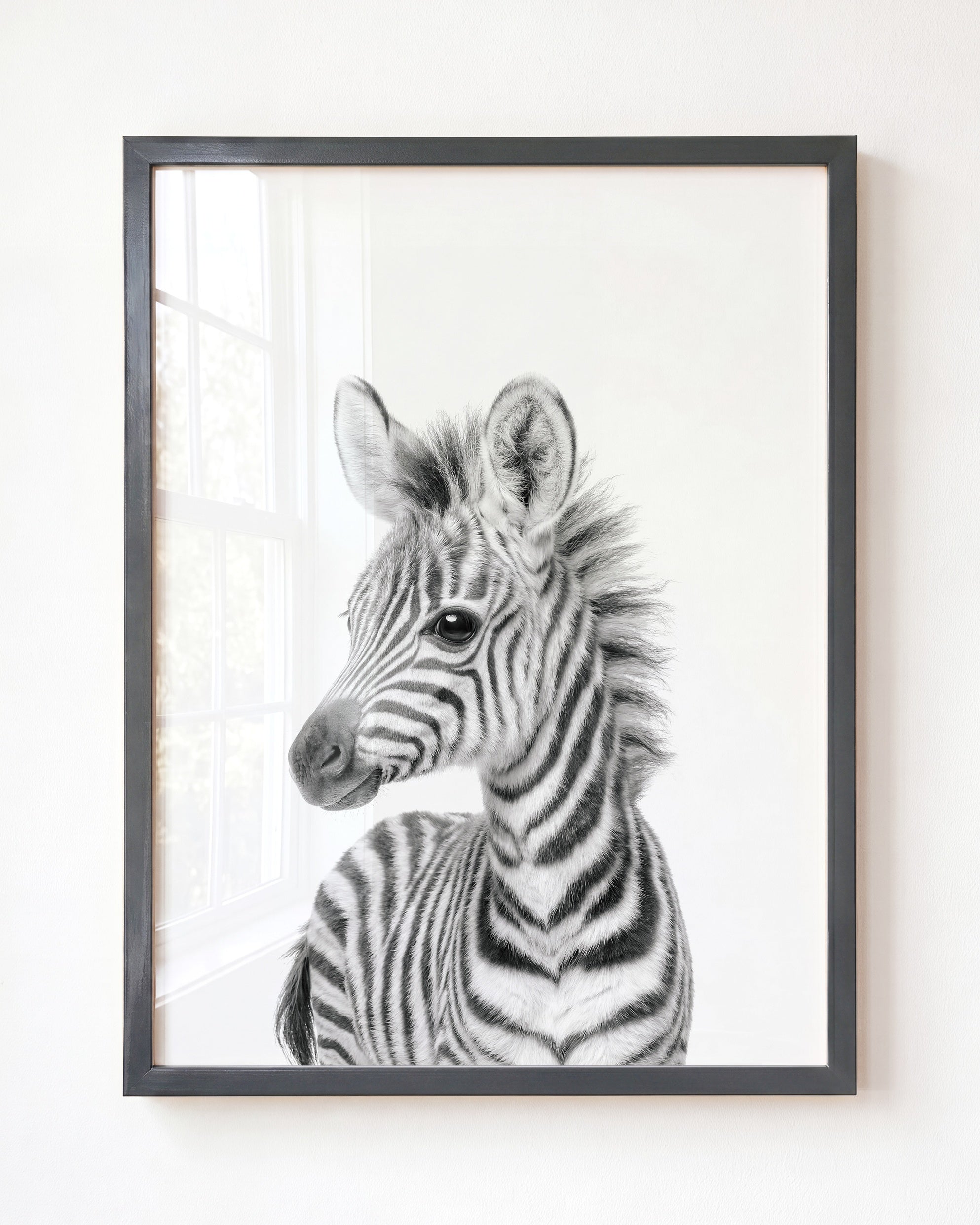 Baby Zebra