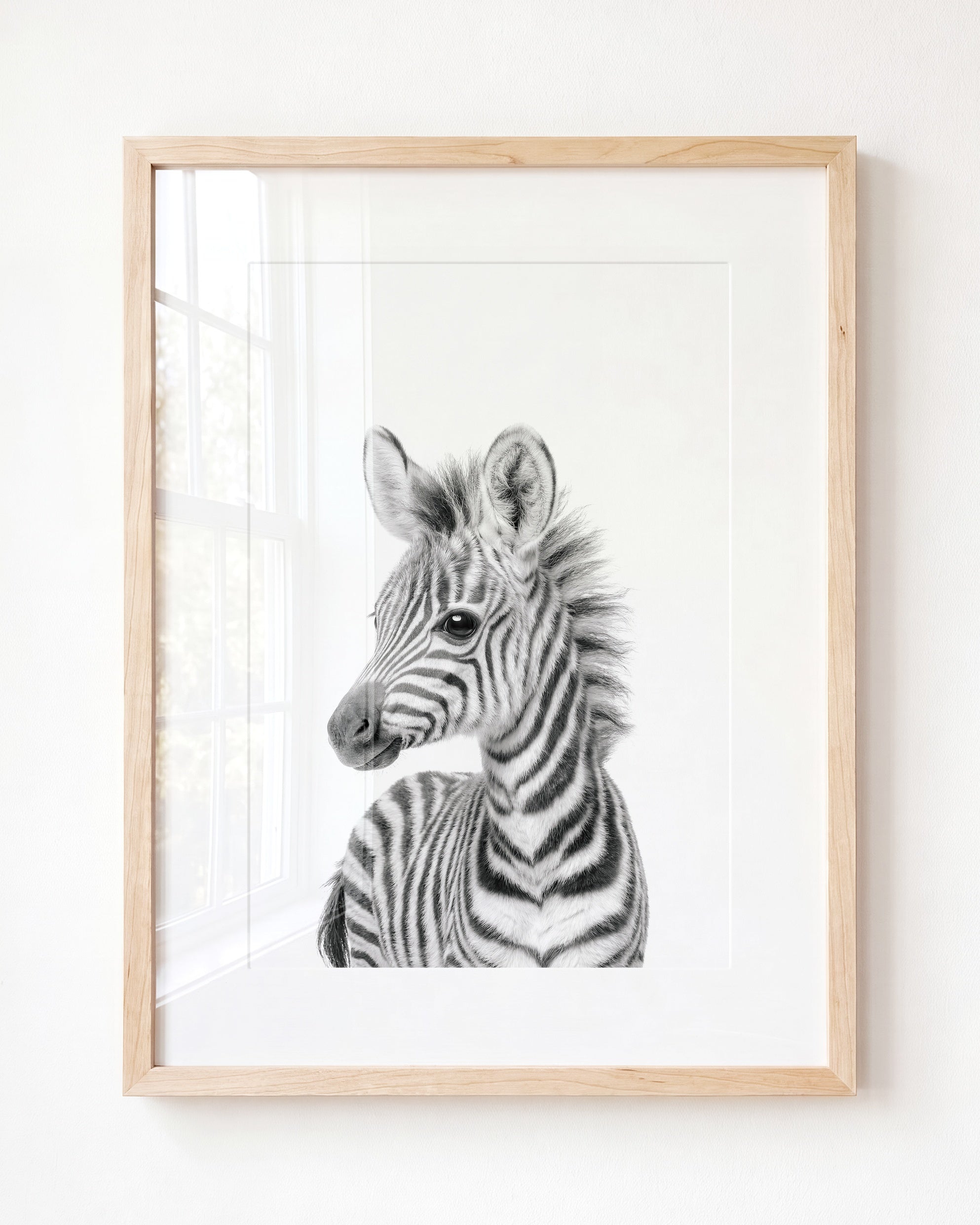 Baby Zebra