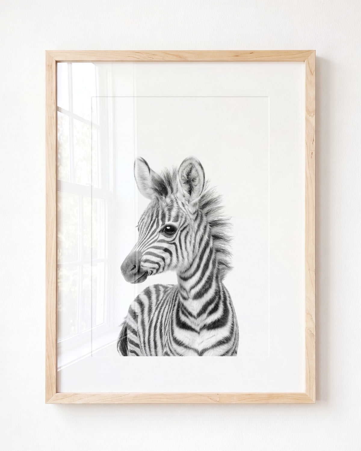 Baby Zebra