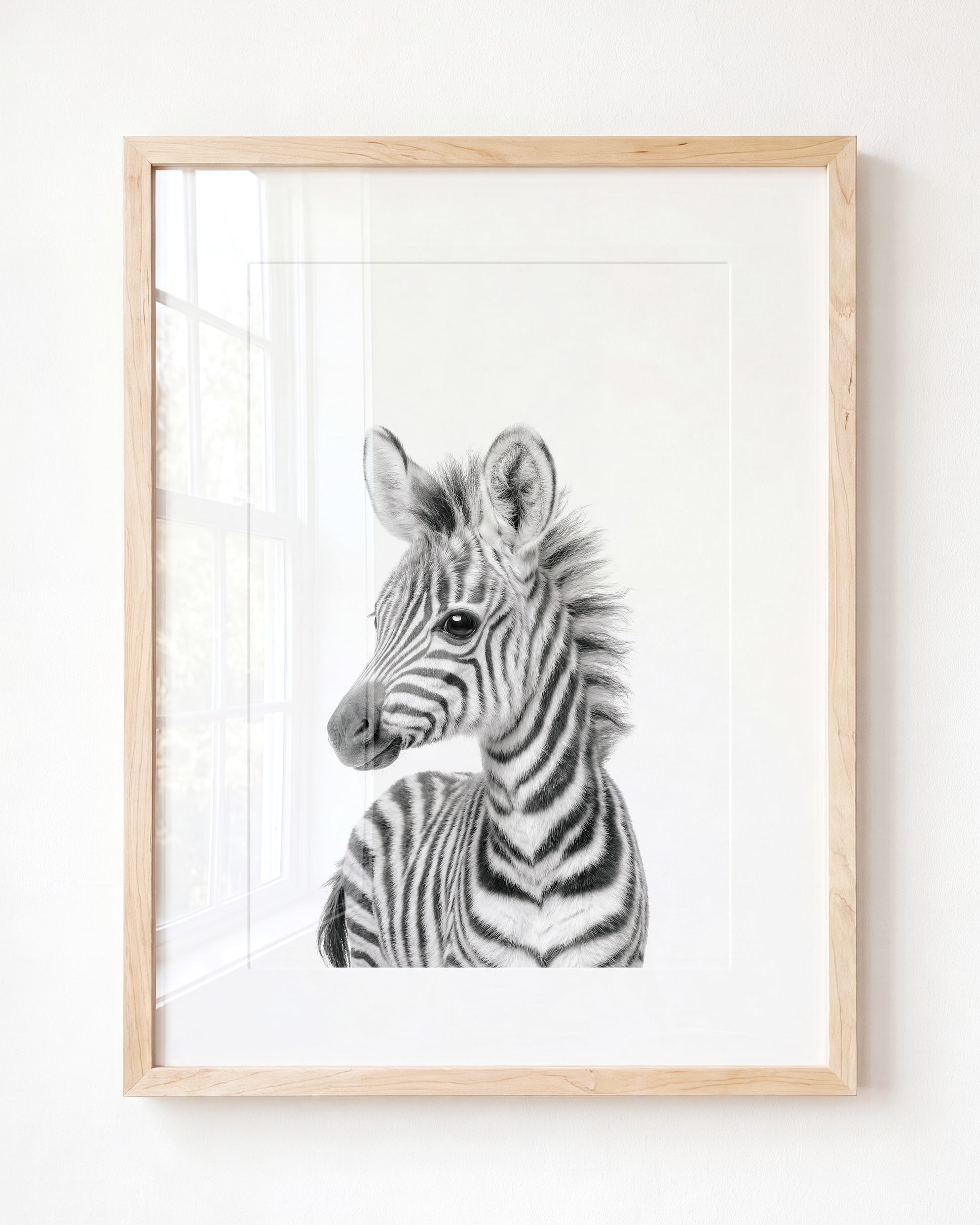 Baby Zebra