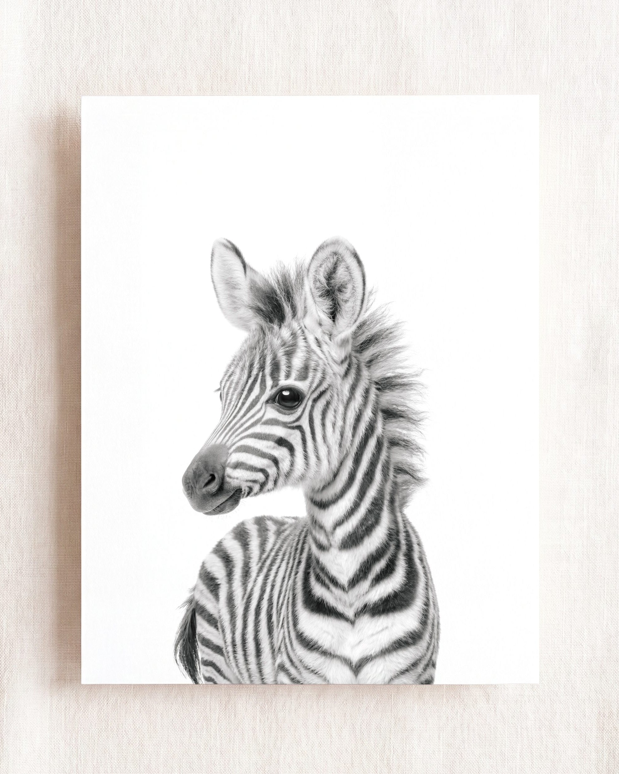 Baby Zebra