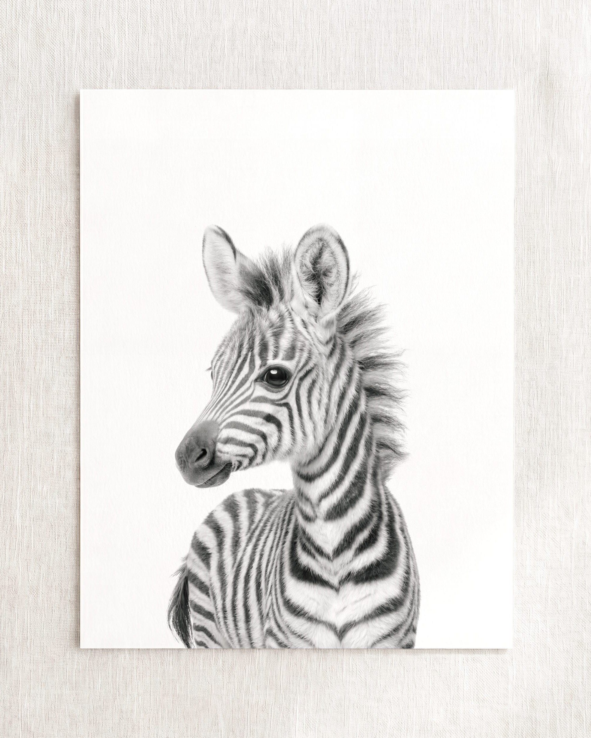 Baby Zebra