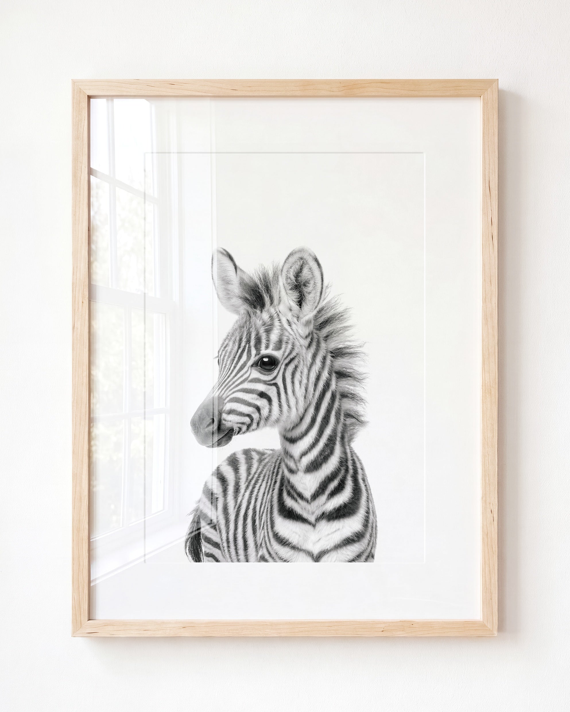 Baby Zebra
