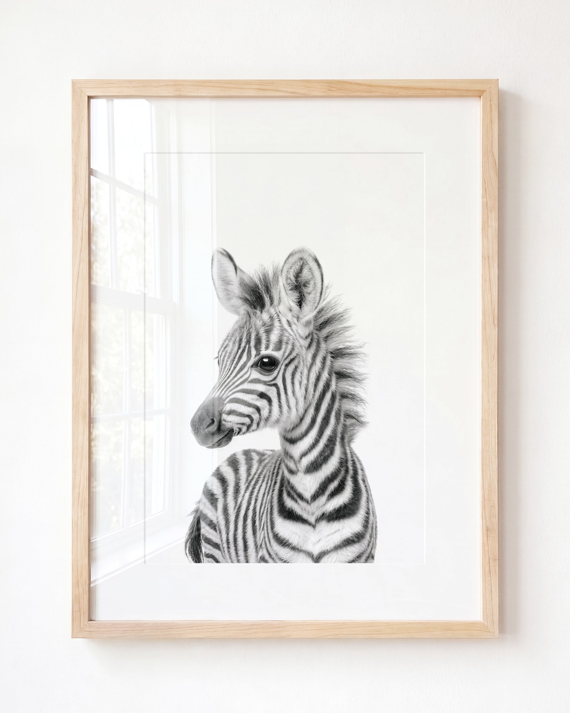 Baby Zebra