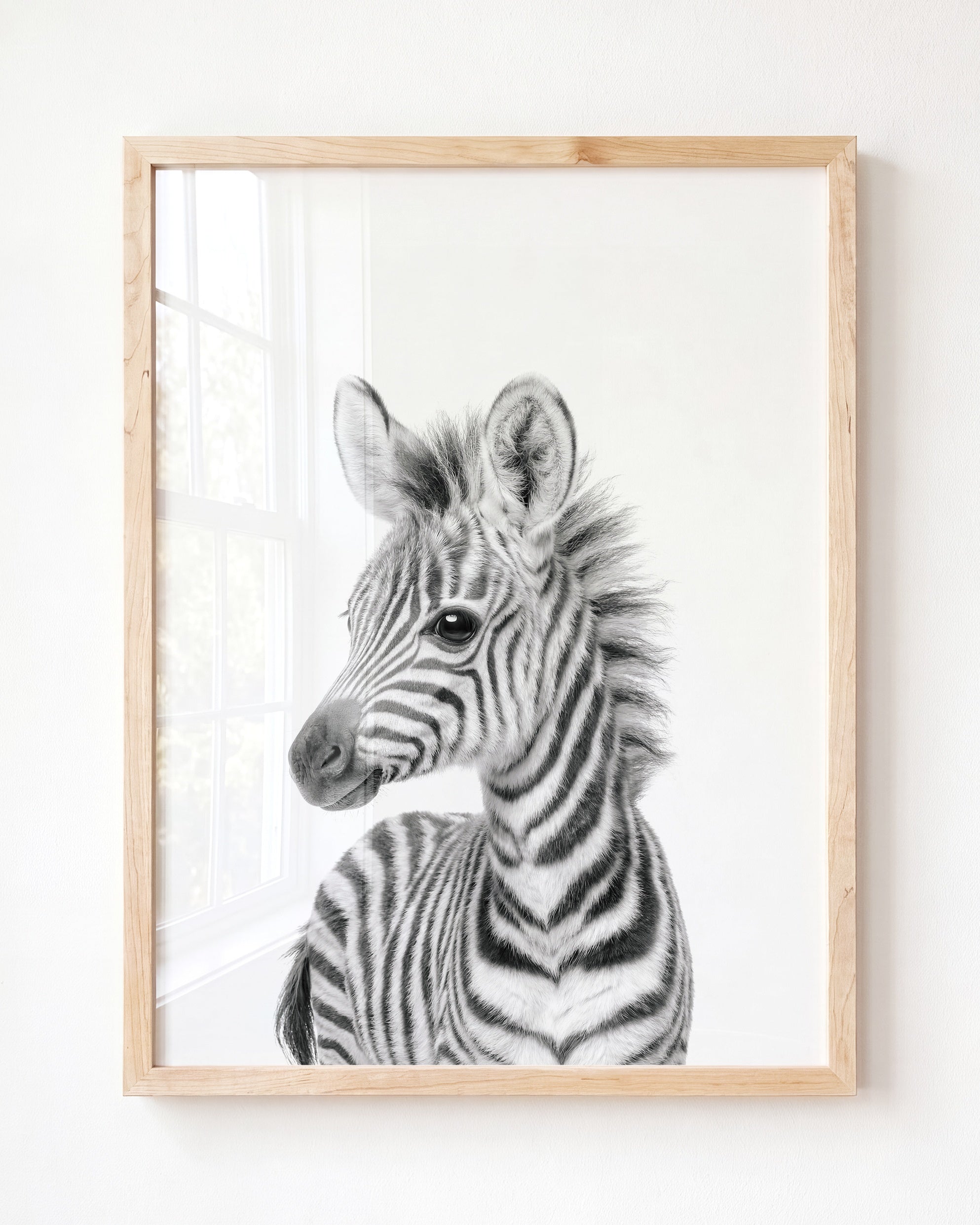 Baby Zebra