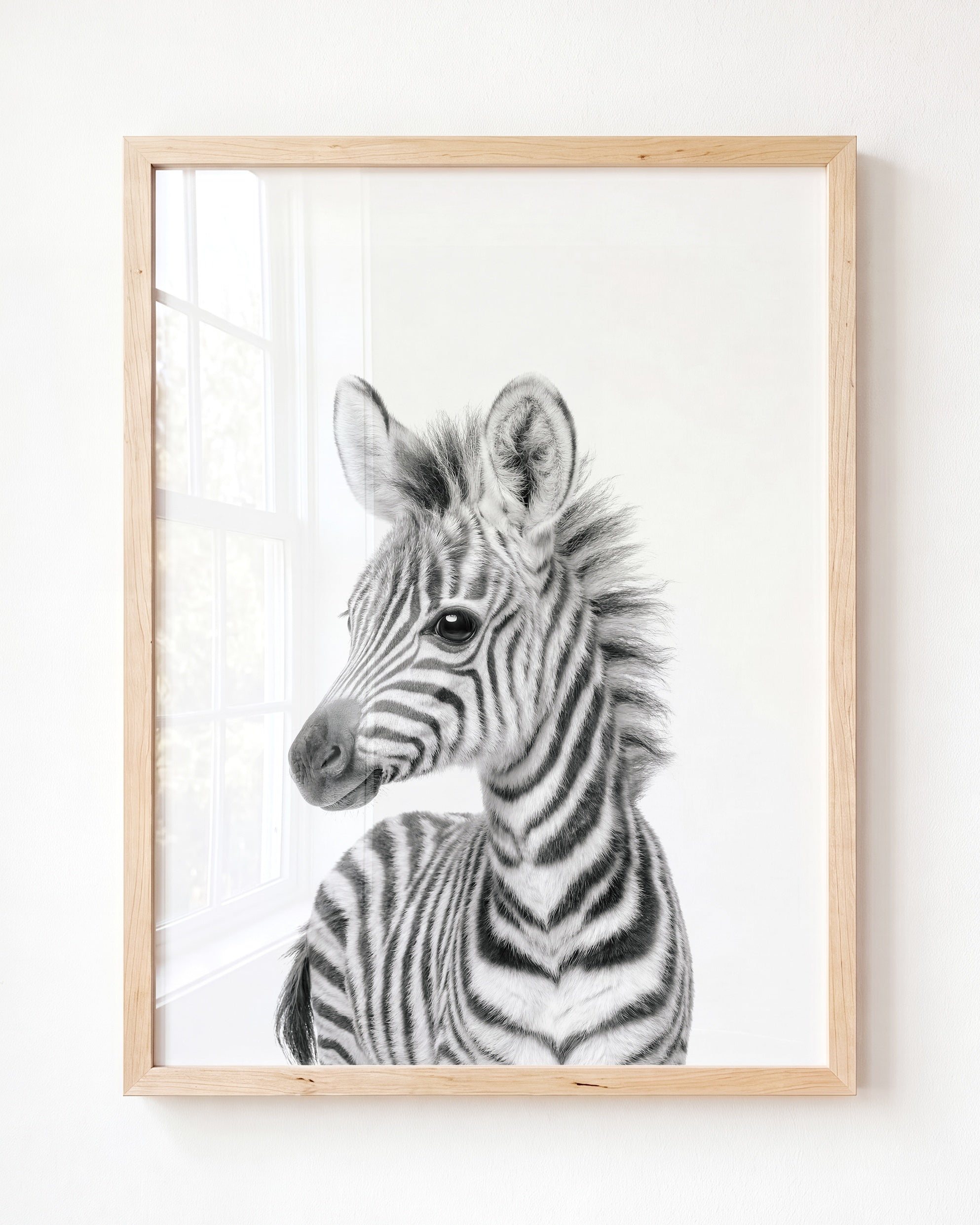 Baby Zebra