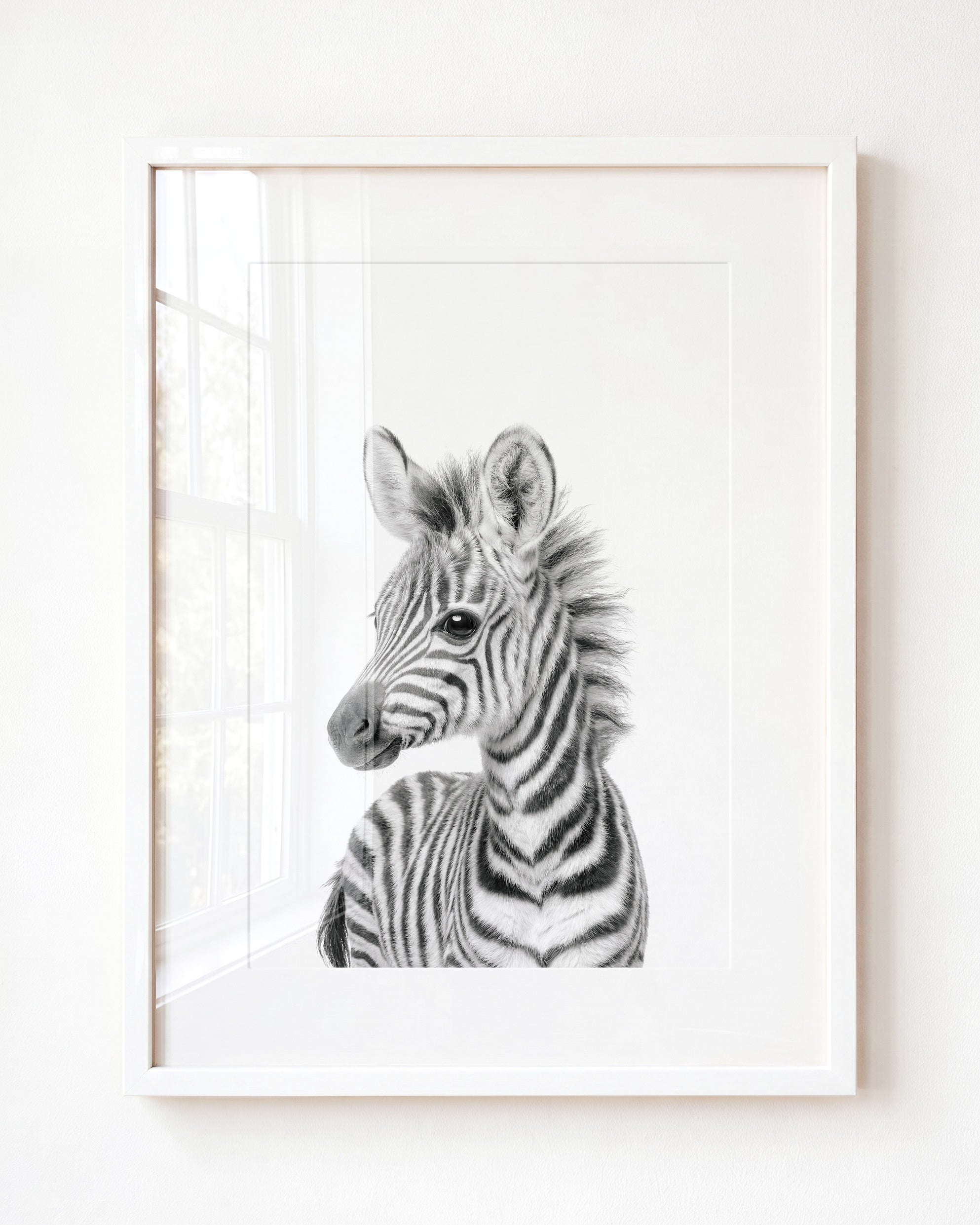 Baby Zebra