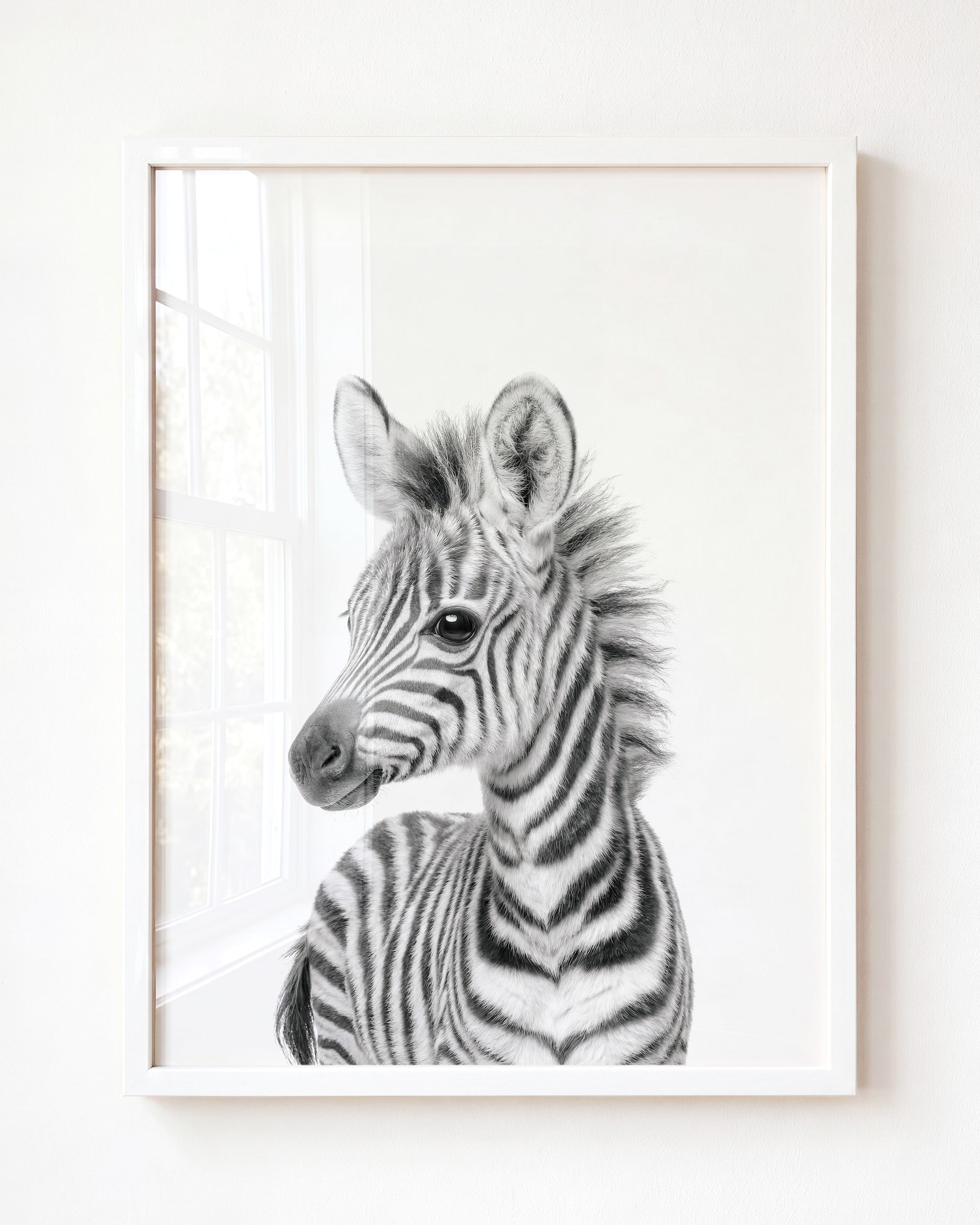 Baby Zebra