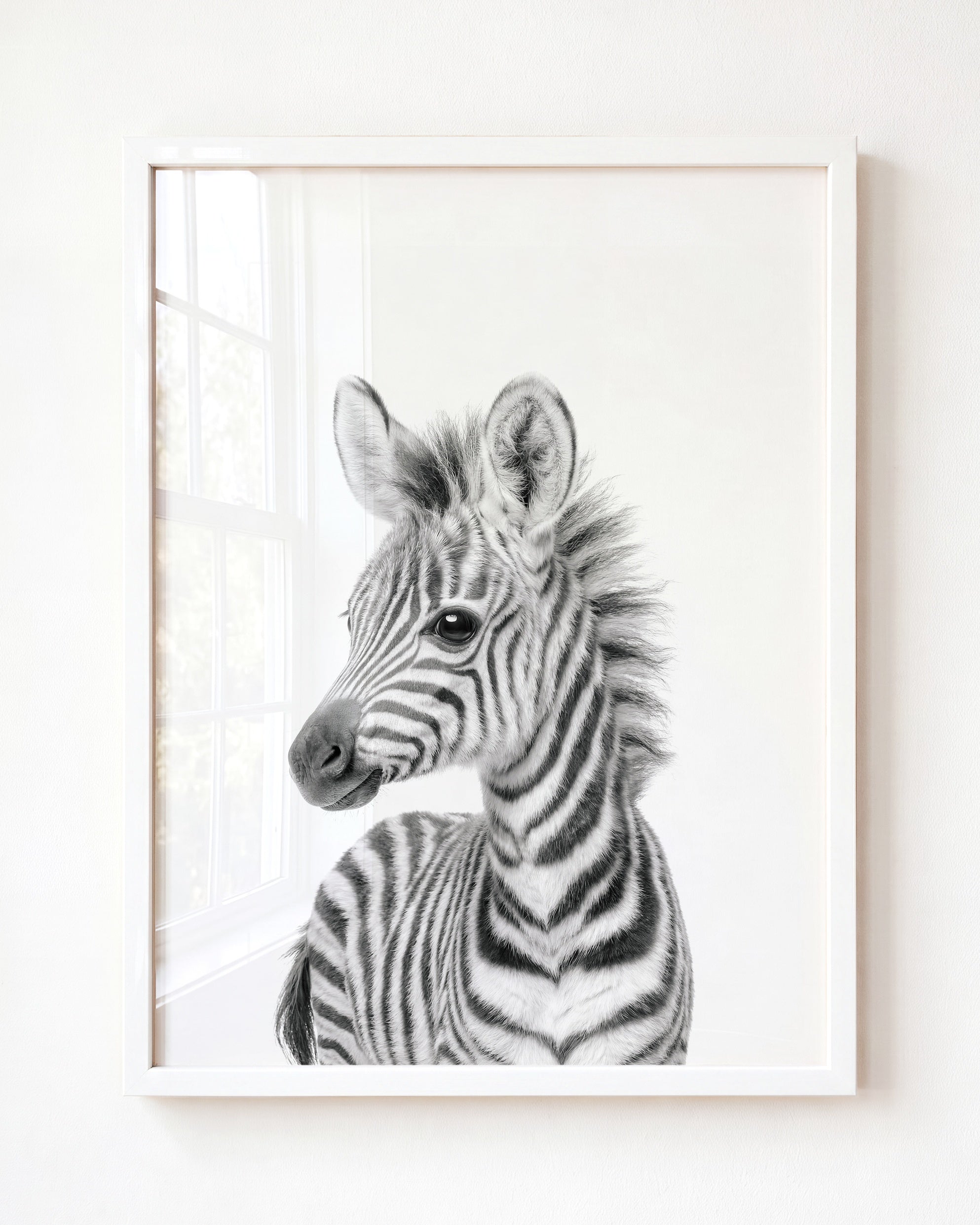 Baby Zebra