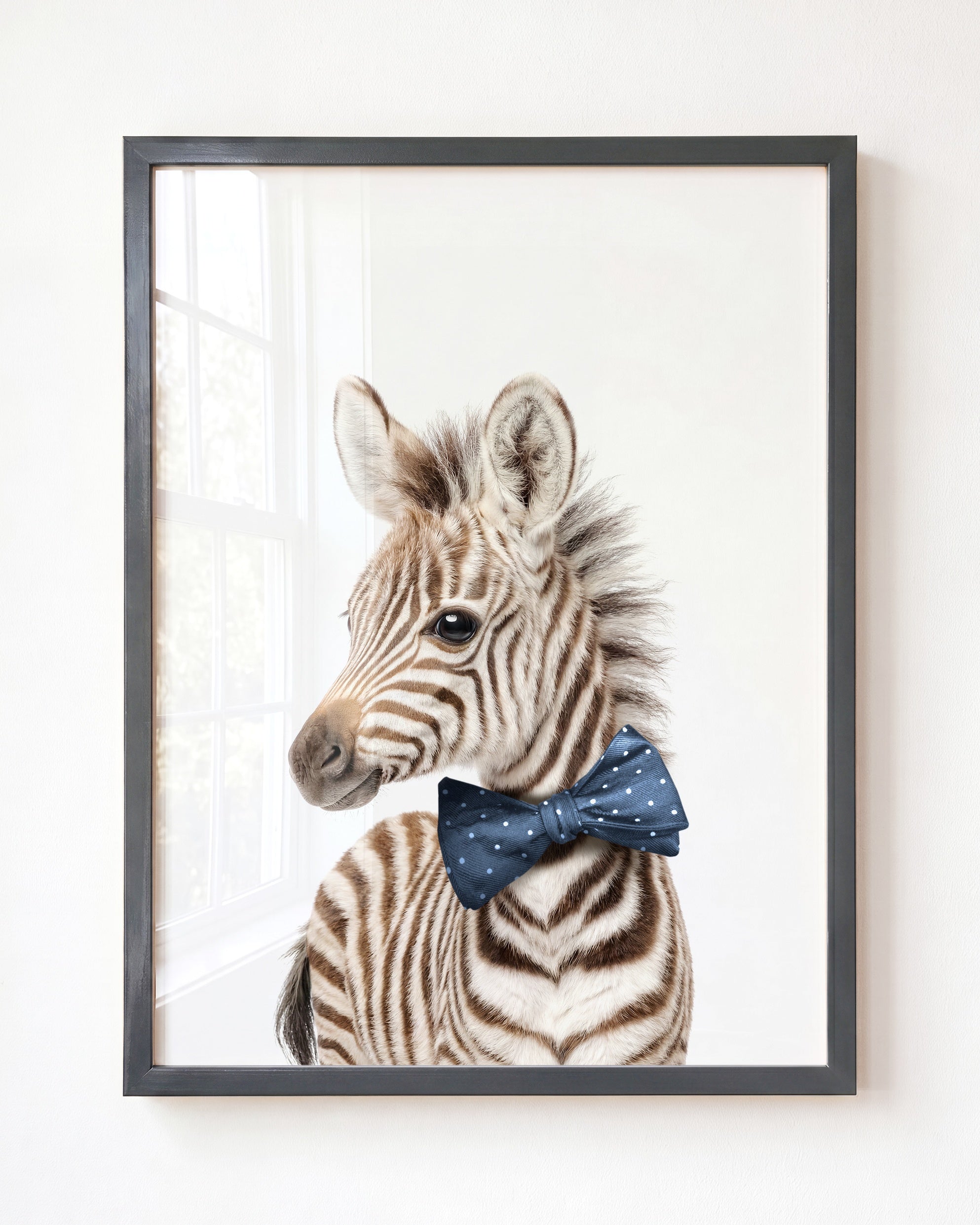 Baby Zebra