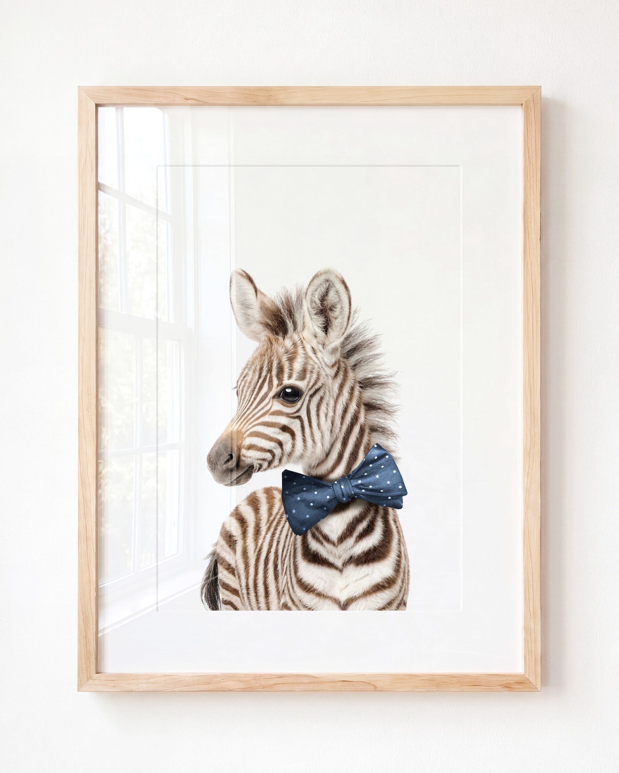 Baby Zebra