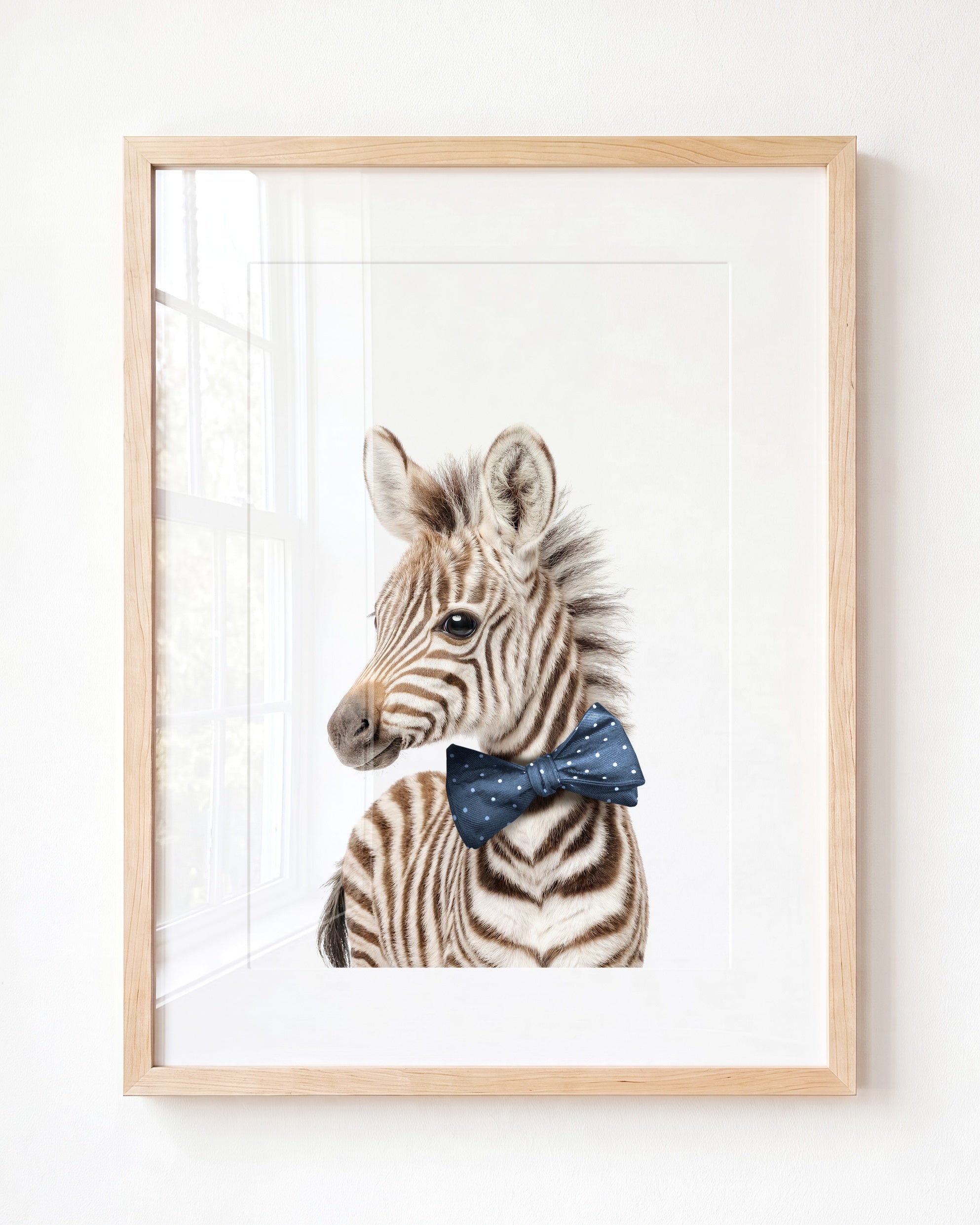 Baby Zebra