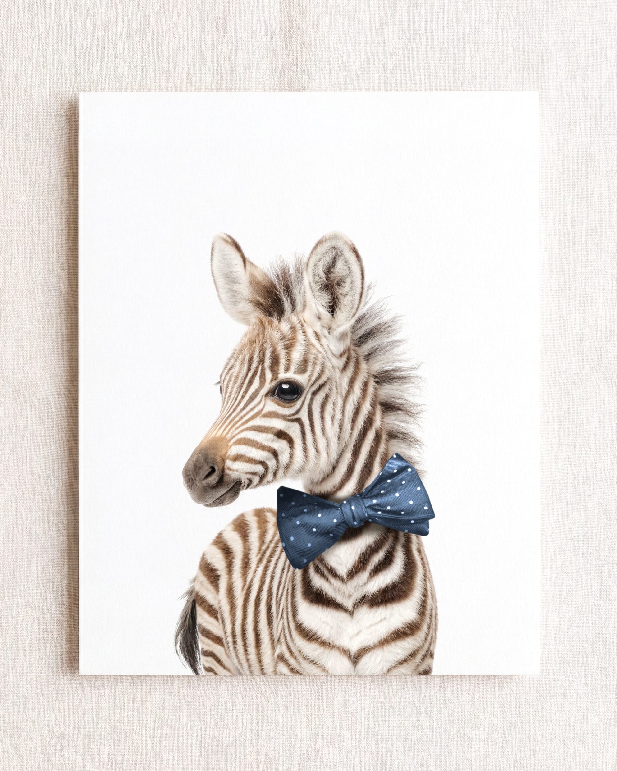 Baby Zebra