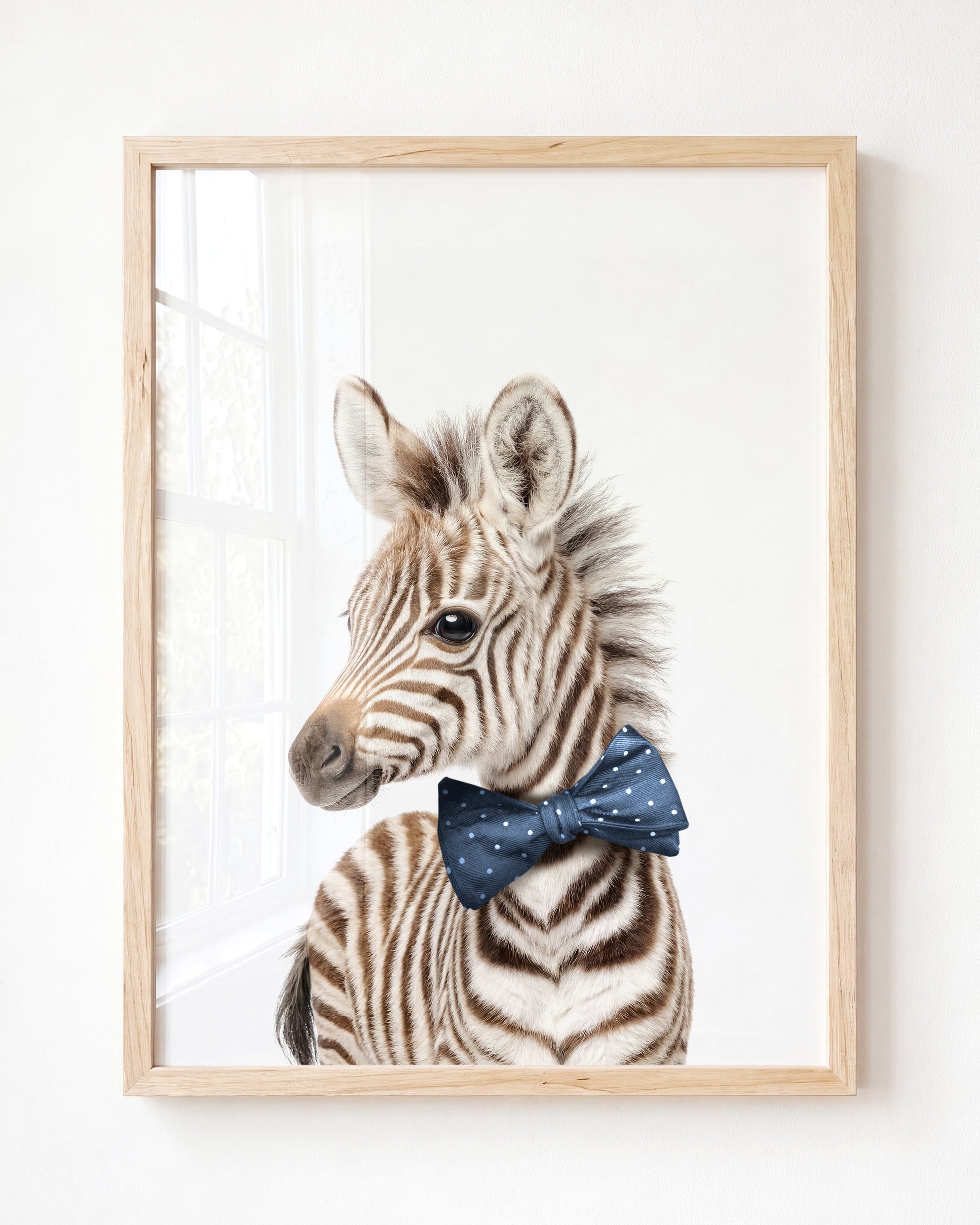 Baby Zebra