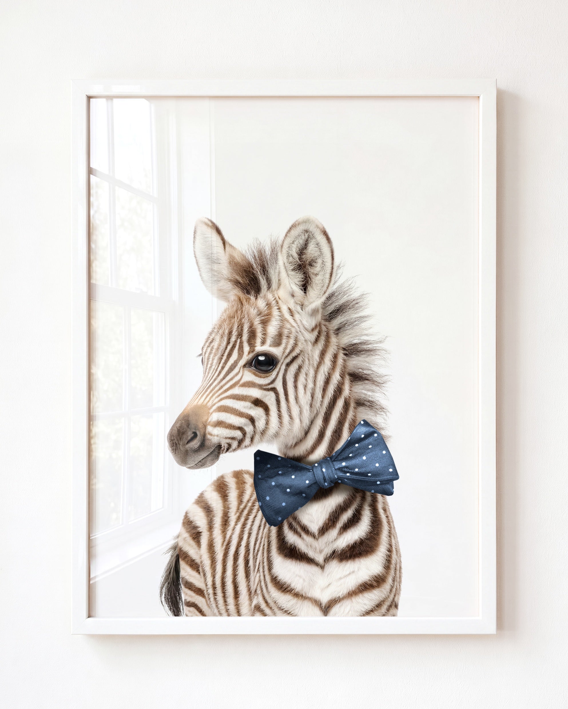 Baby Zebra