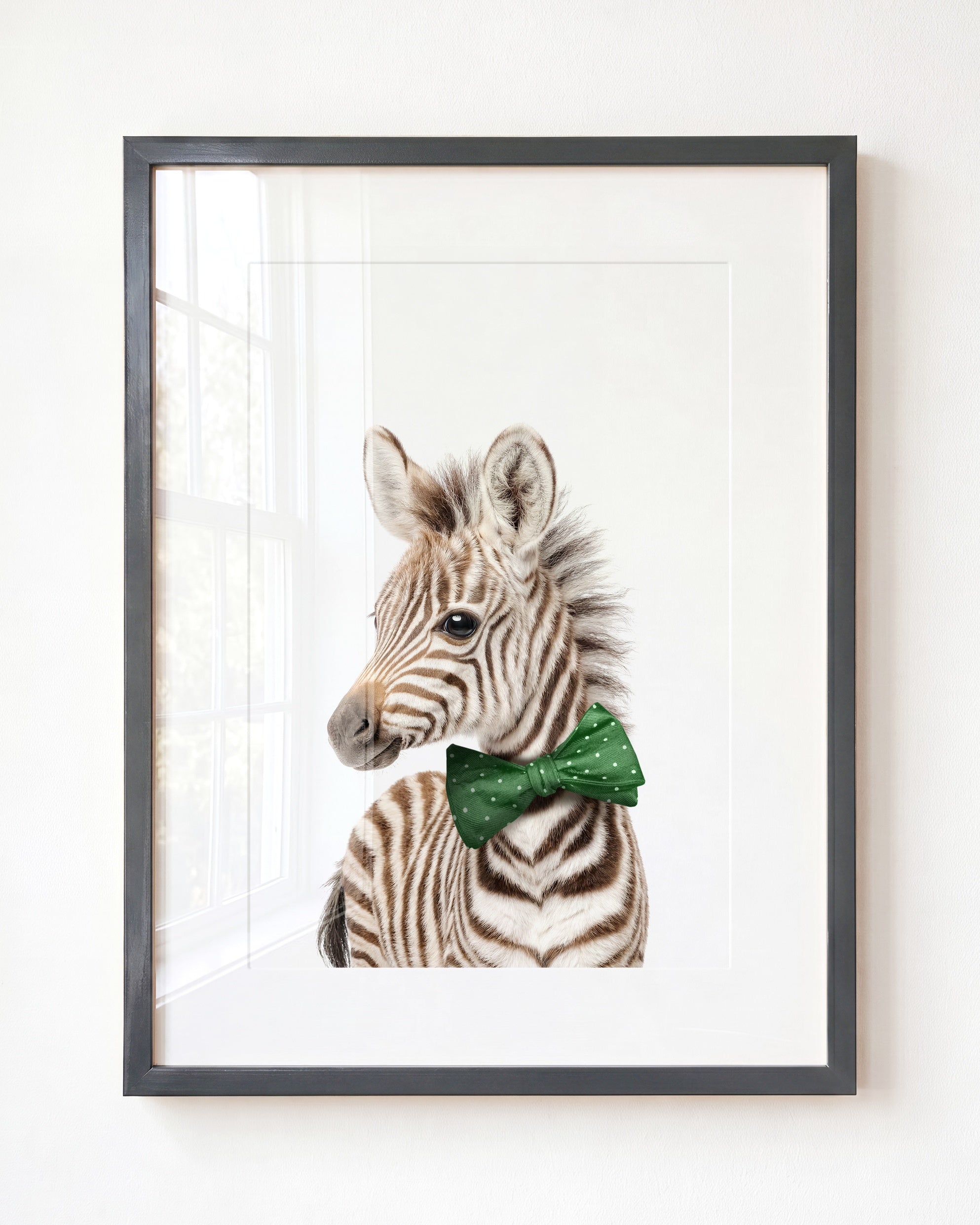 Baby Zebra