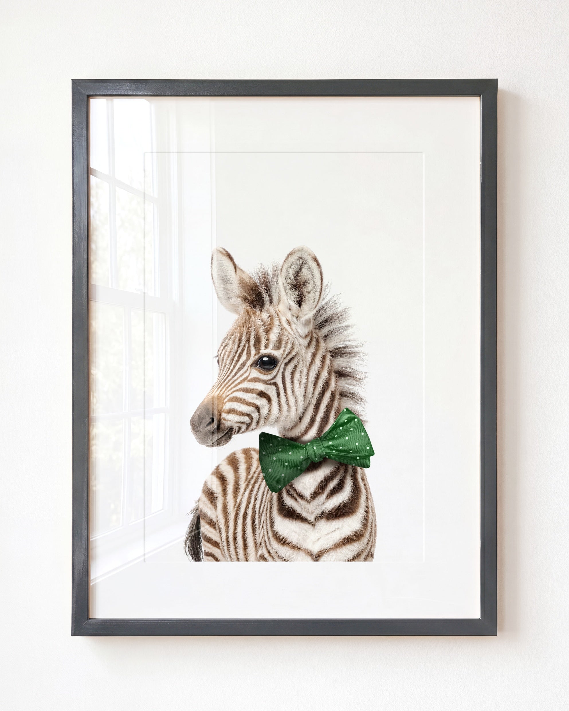 Baby Zebra